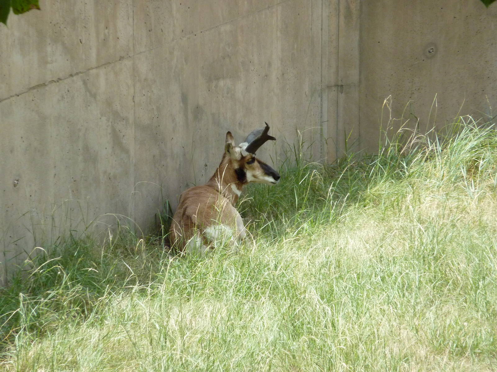 North America - Pronghorn Antelope