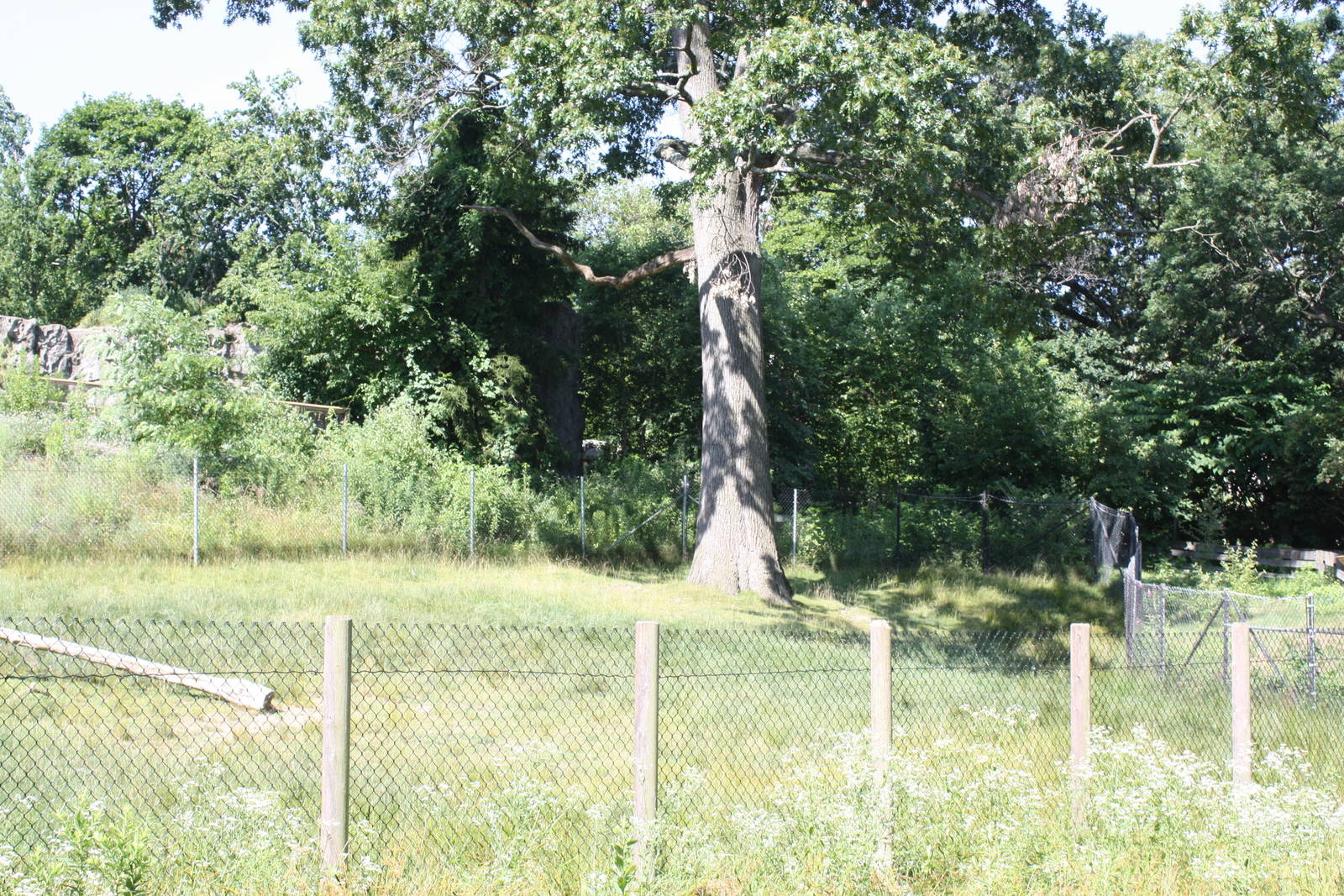 North America- Pronghorn Exhibit