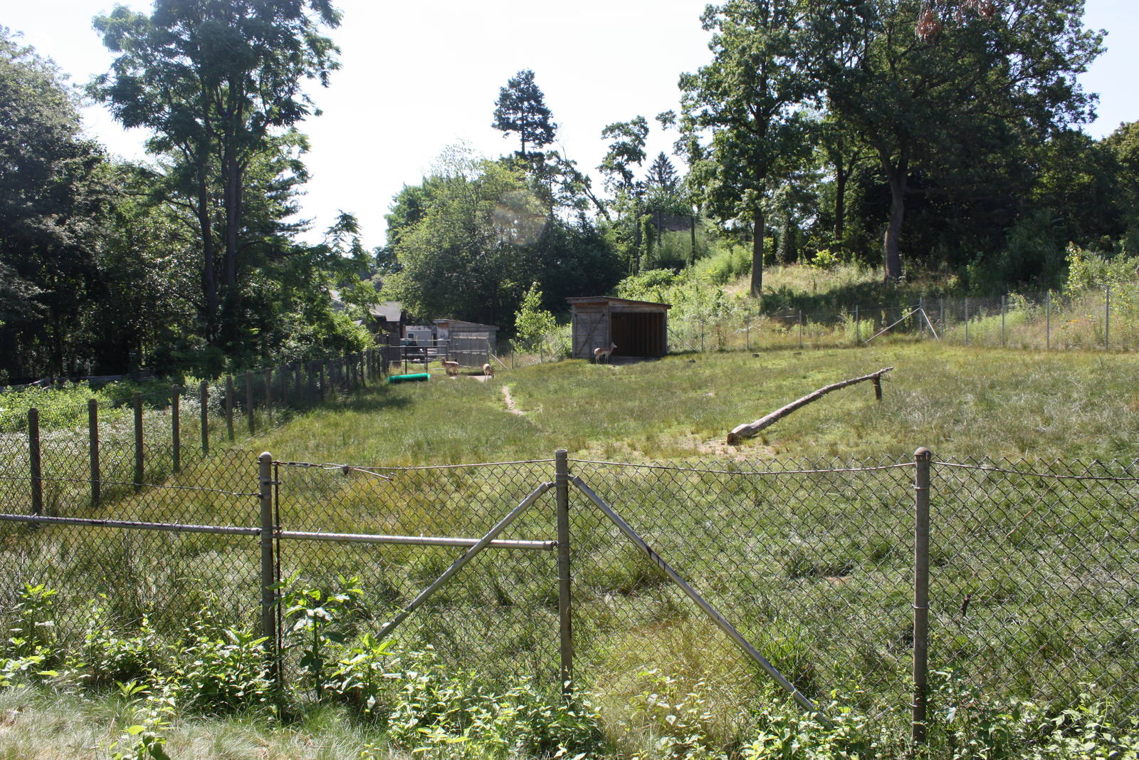North America- Pronghorn Exhibit
