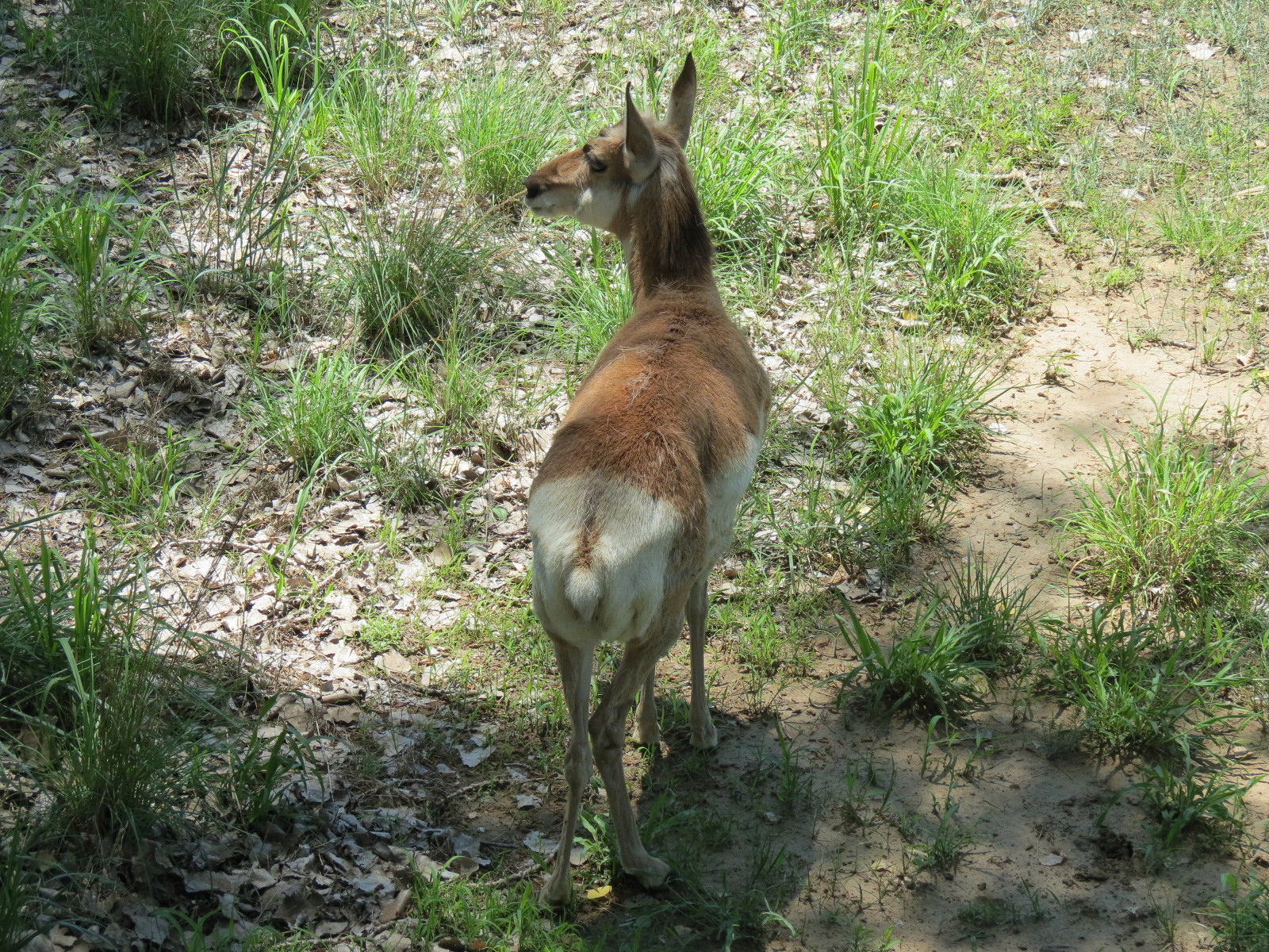North America - Pronghorn Exhibit