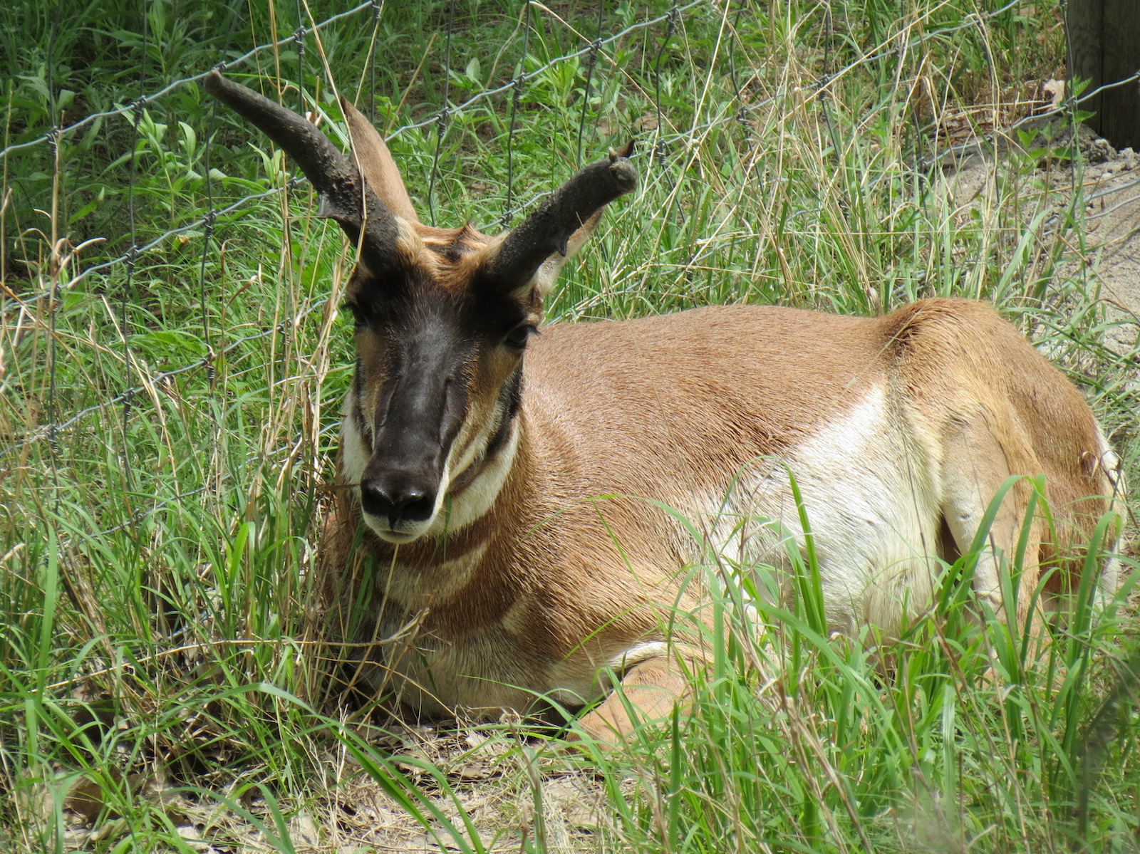 North America - Pronghorn Exhibit