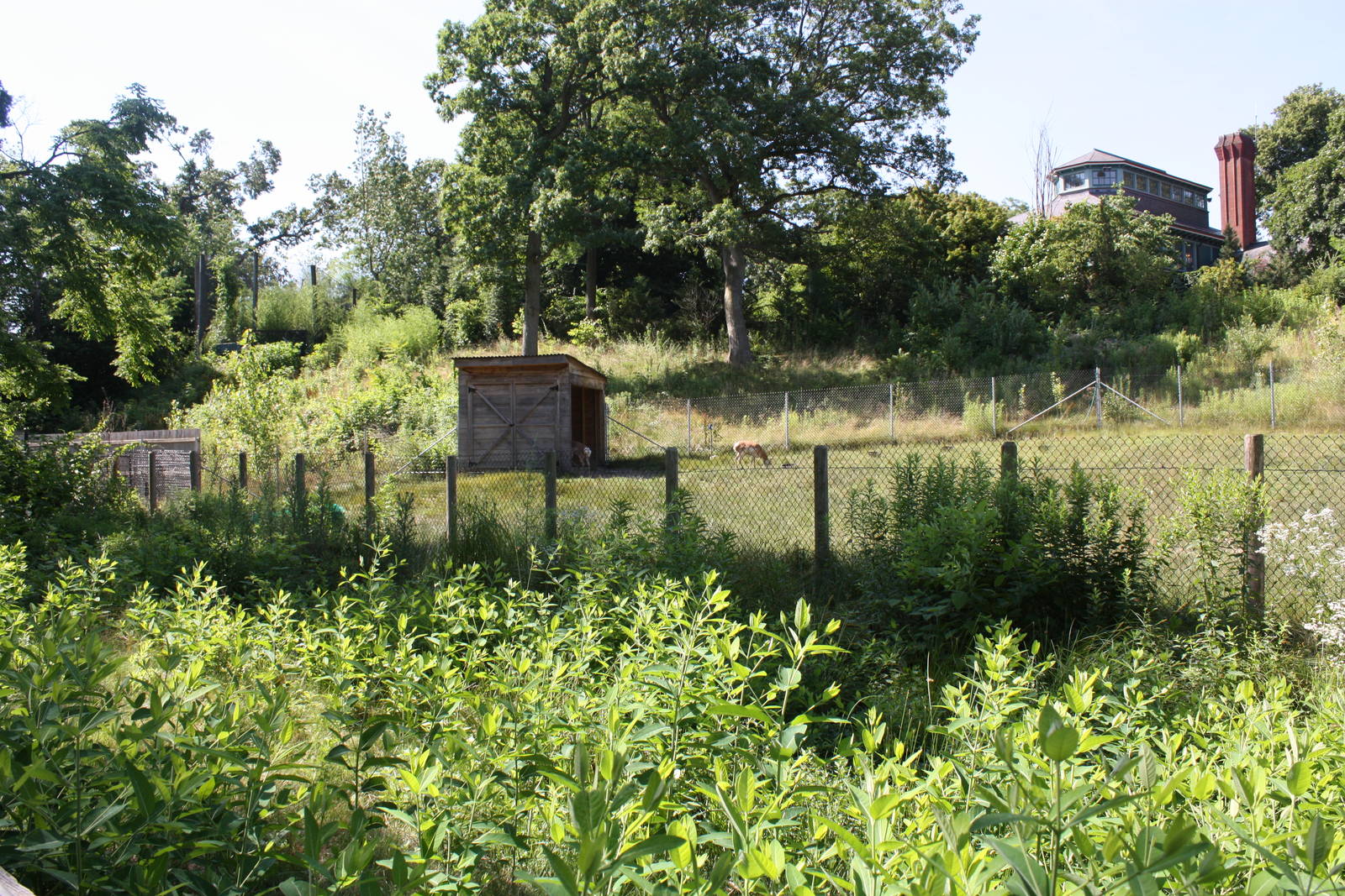 North America- Pronghorn Viewing
