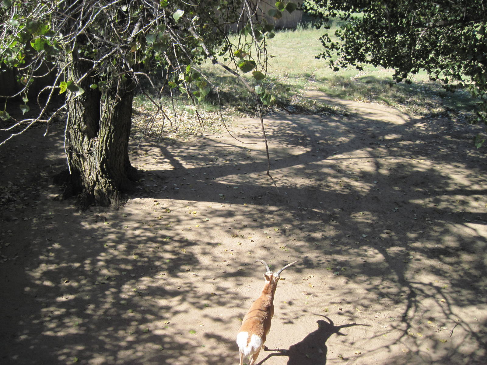 North America-Pronghorn