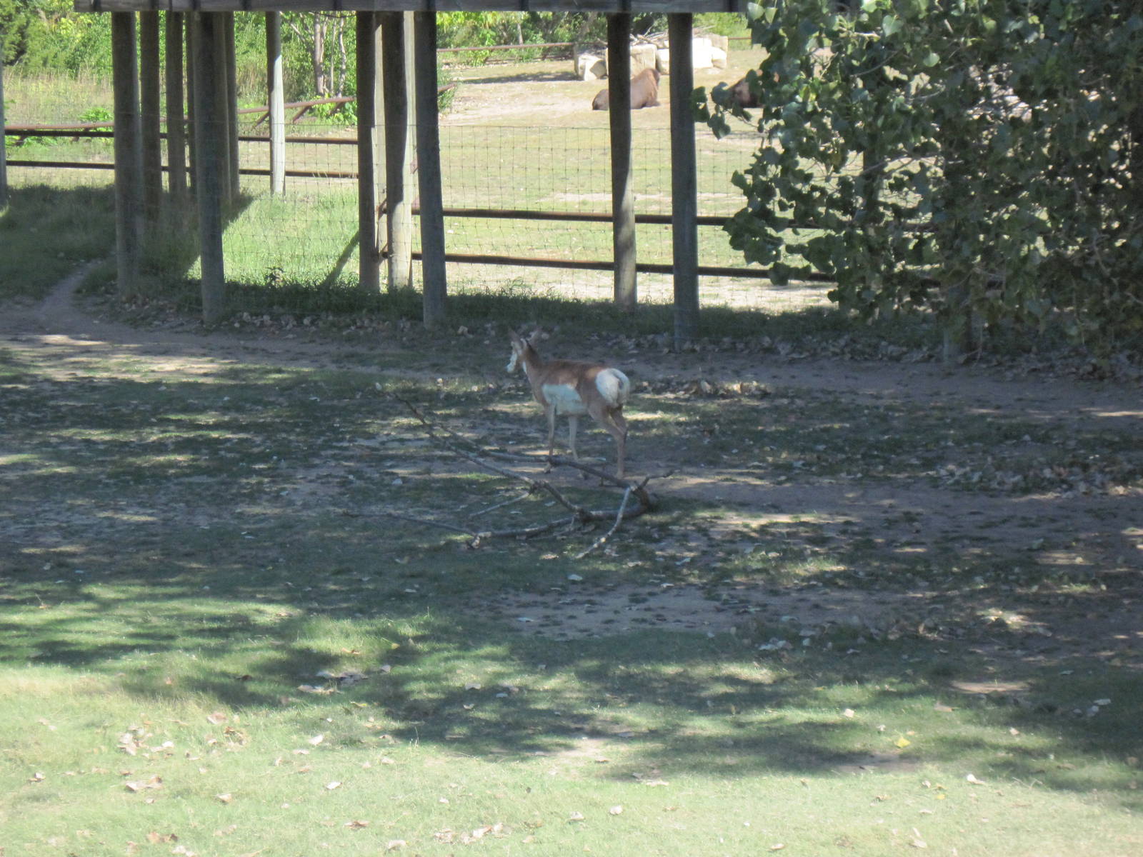 North America-Pronghorn