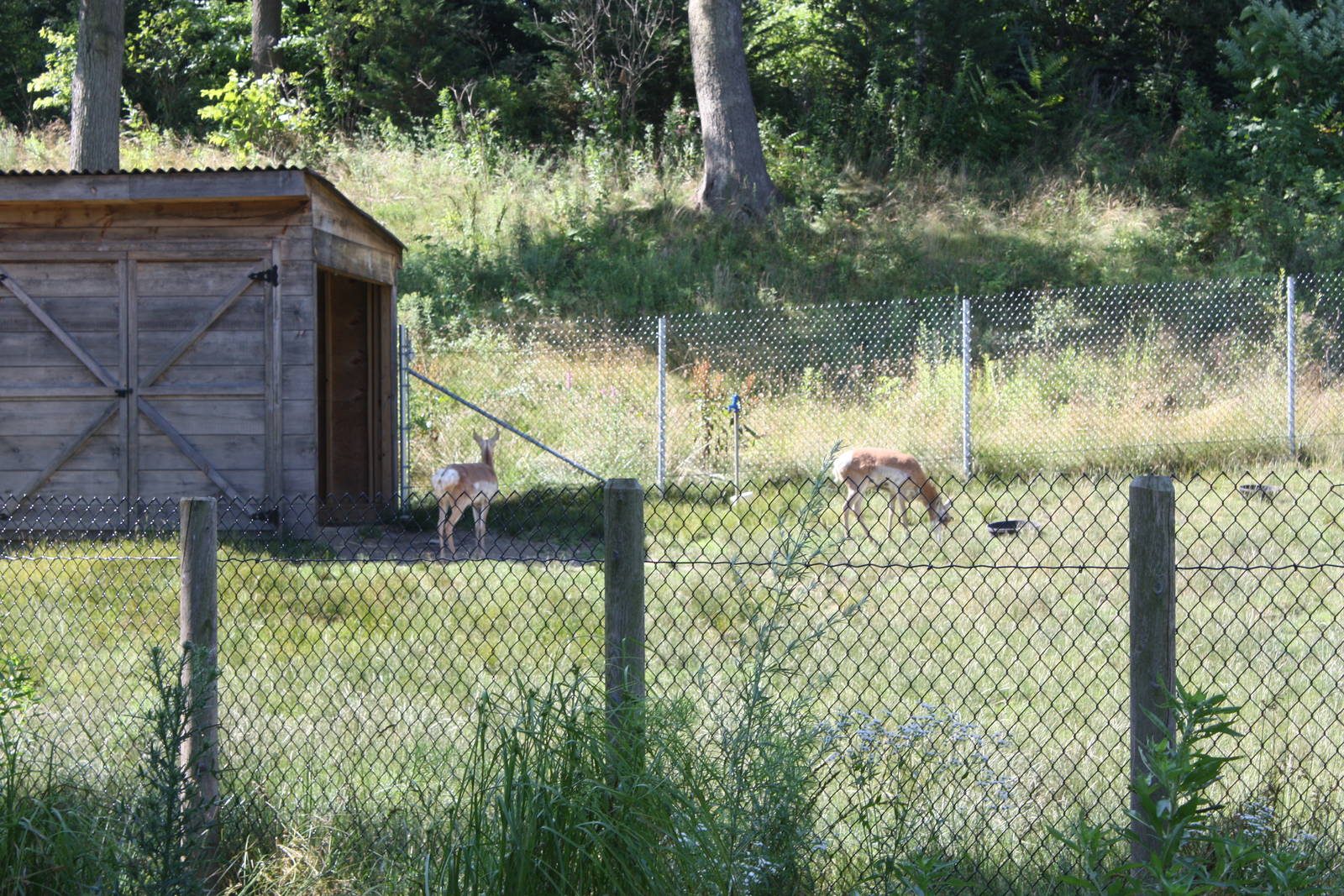 North America- Pronghorn