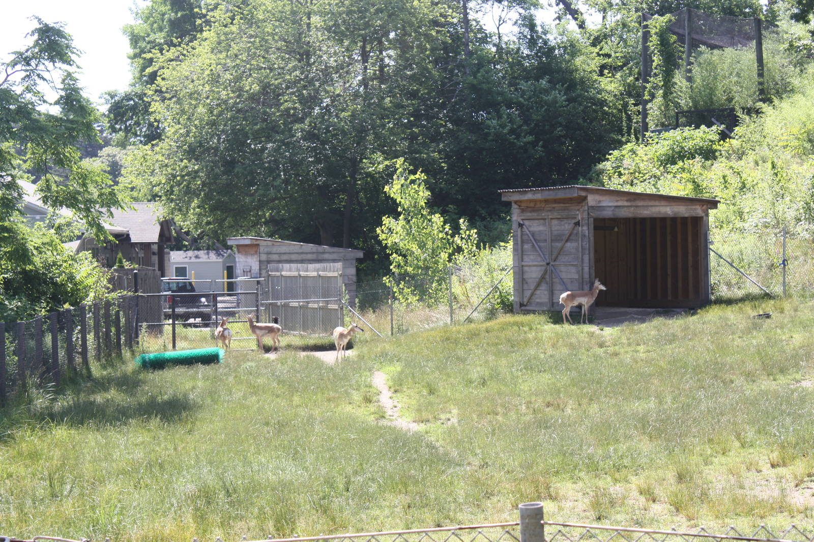 North America- Pronghorn