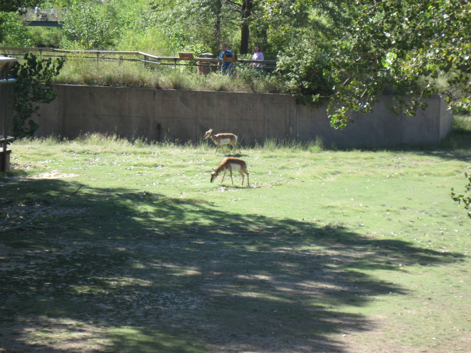 North America-Pronghorns