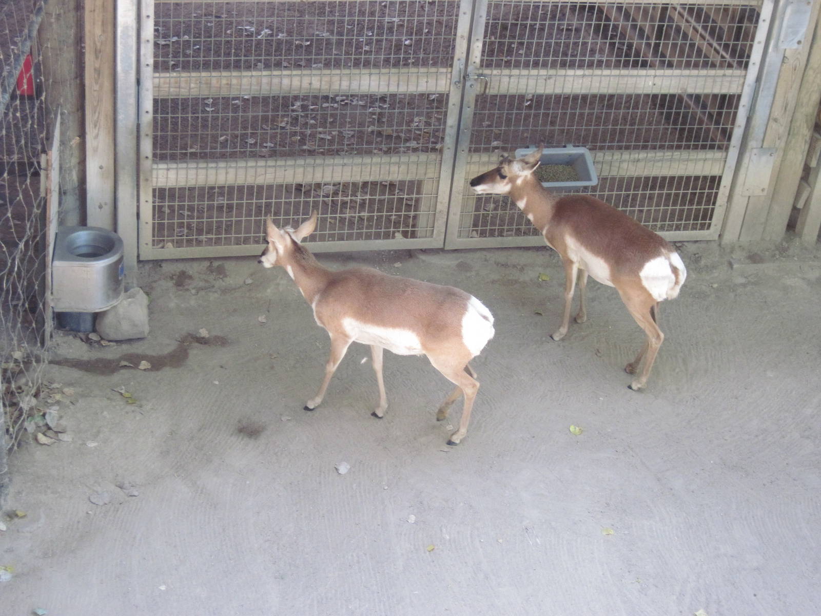 North America-Pronghorns