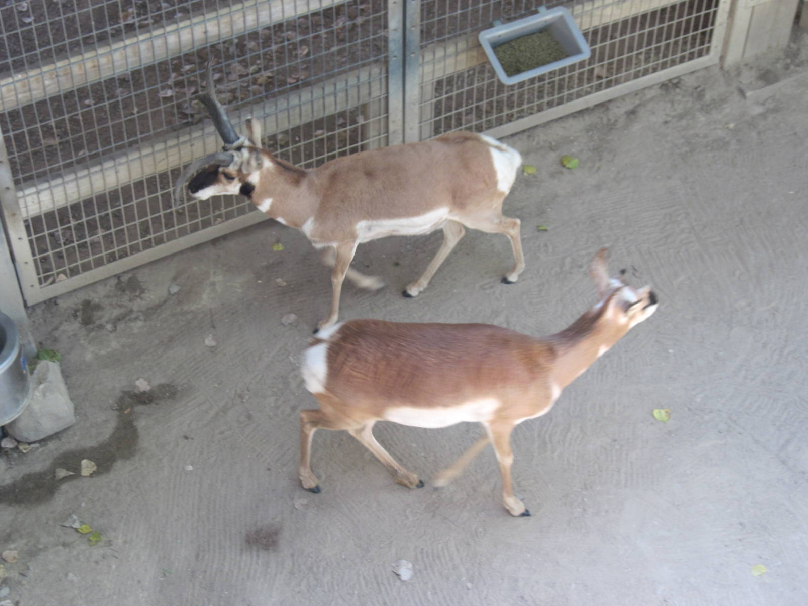 North America-Pronghorns