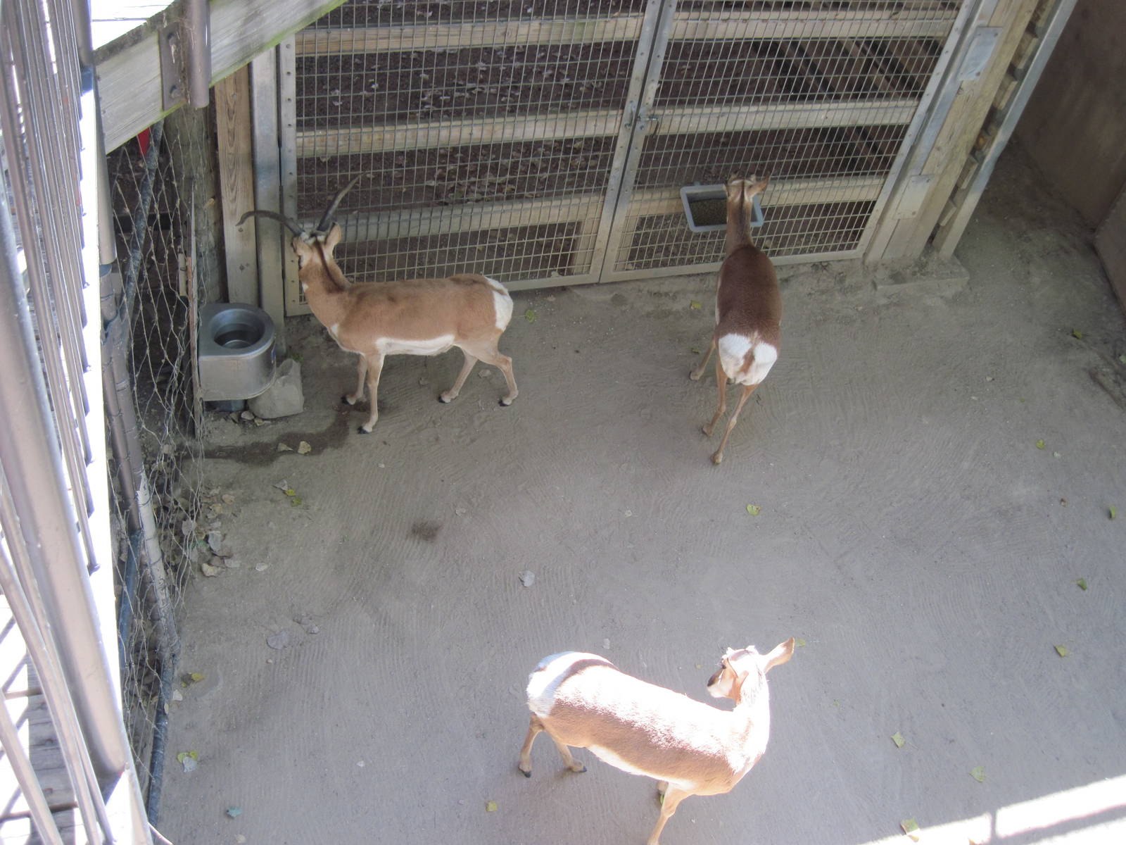 North America-Pronghorns