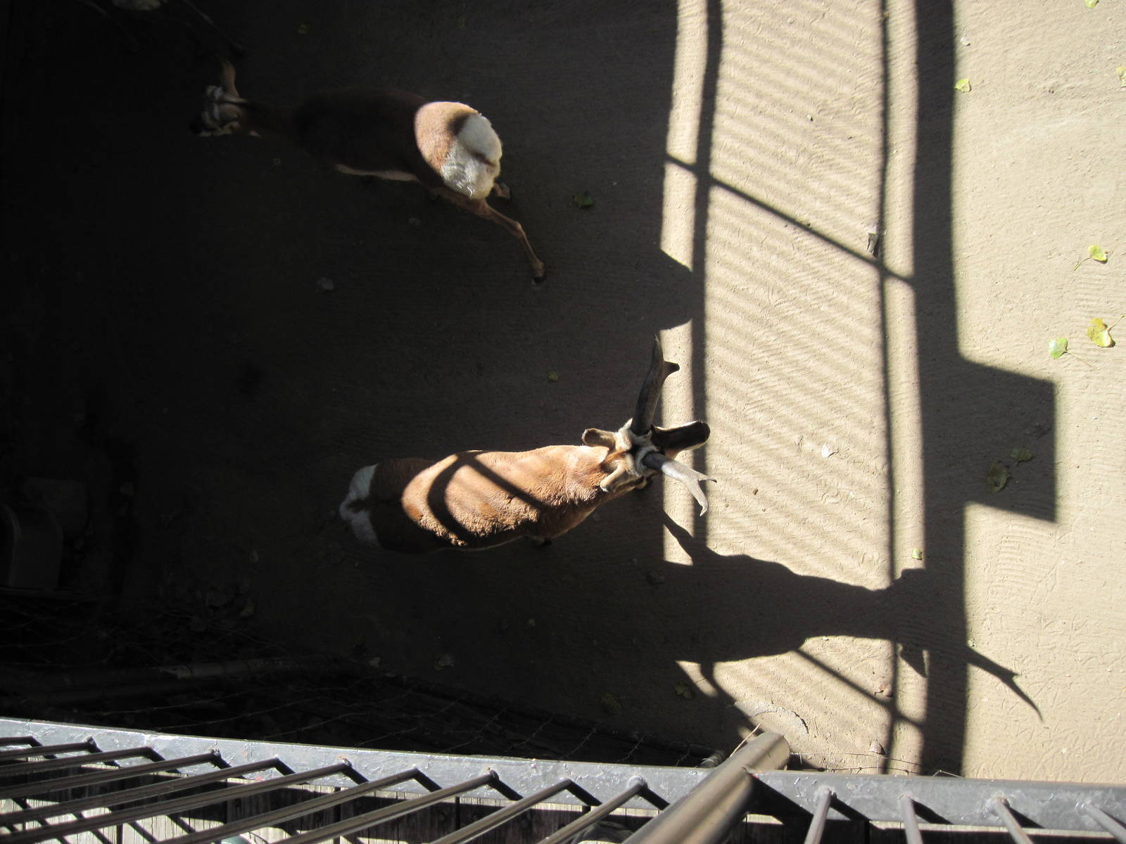 North America-Pronghorns