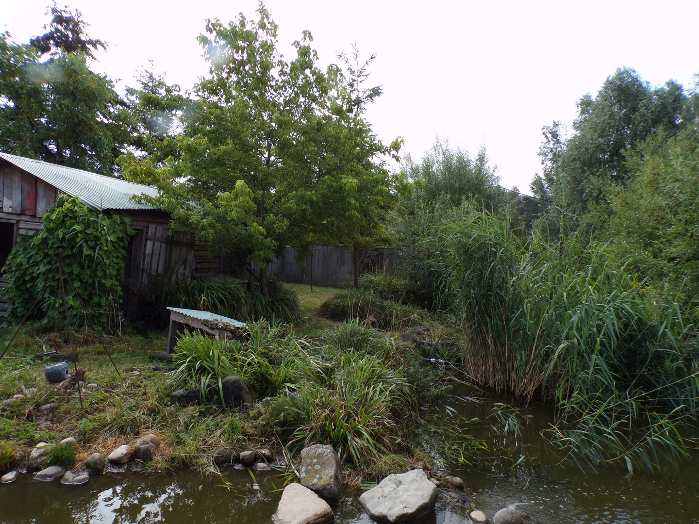 North America- Raccoon enclosure 13.7.23