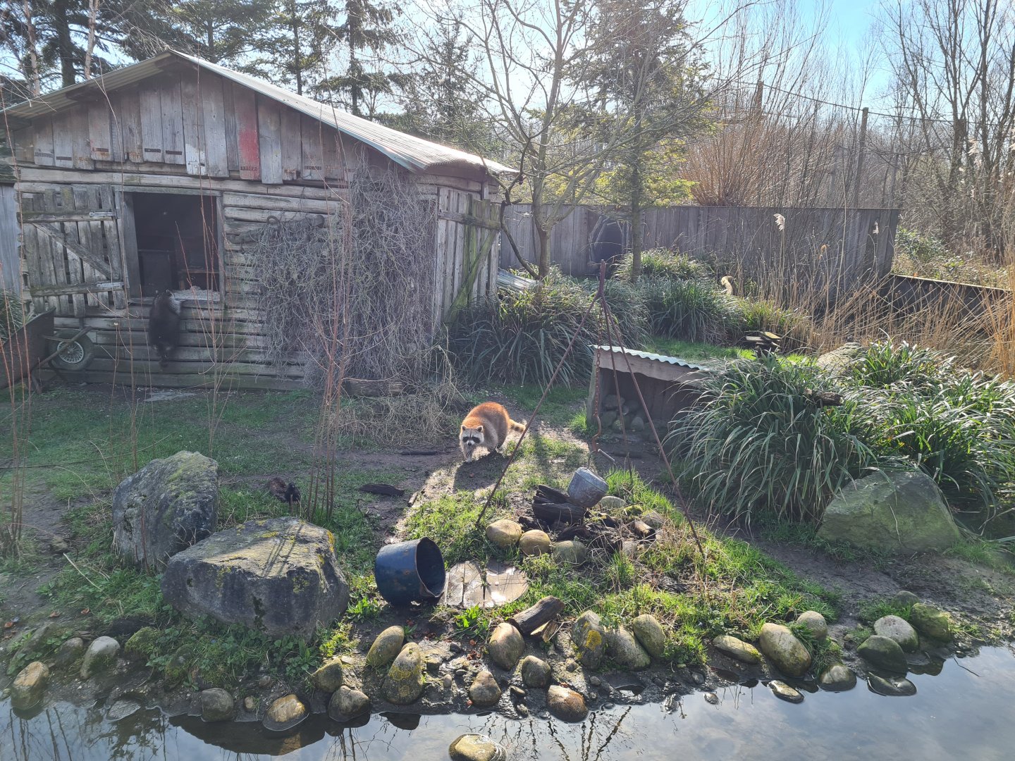 North America - Raccoon