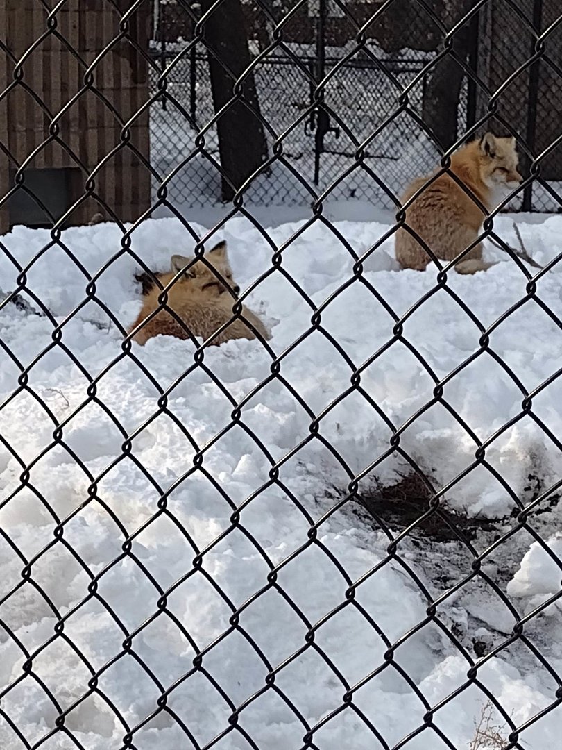 North America- Red Foxes