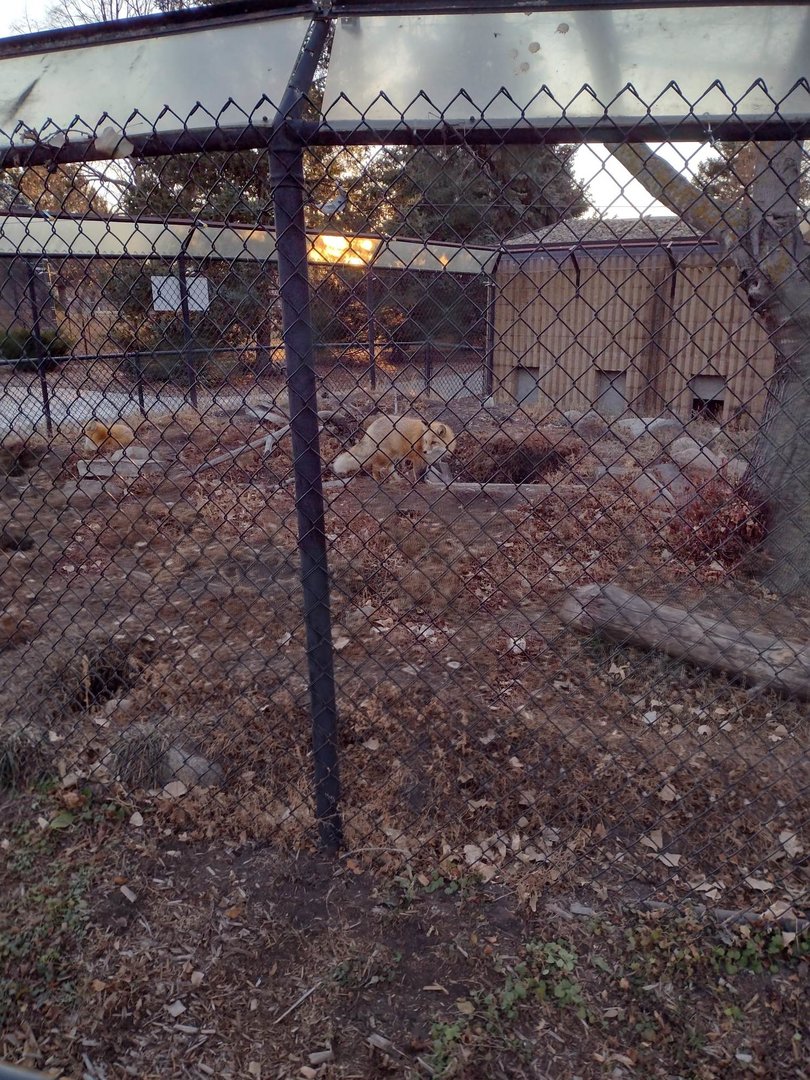 North America- Red Foxes