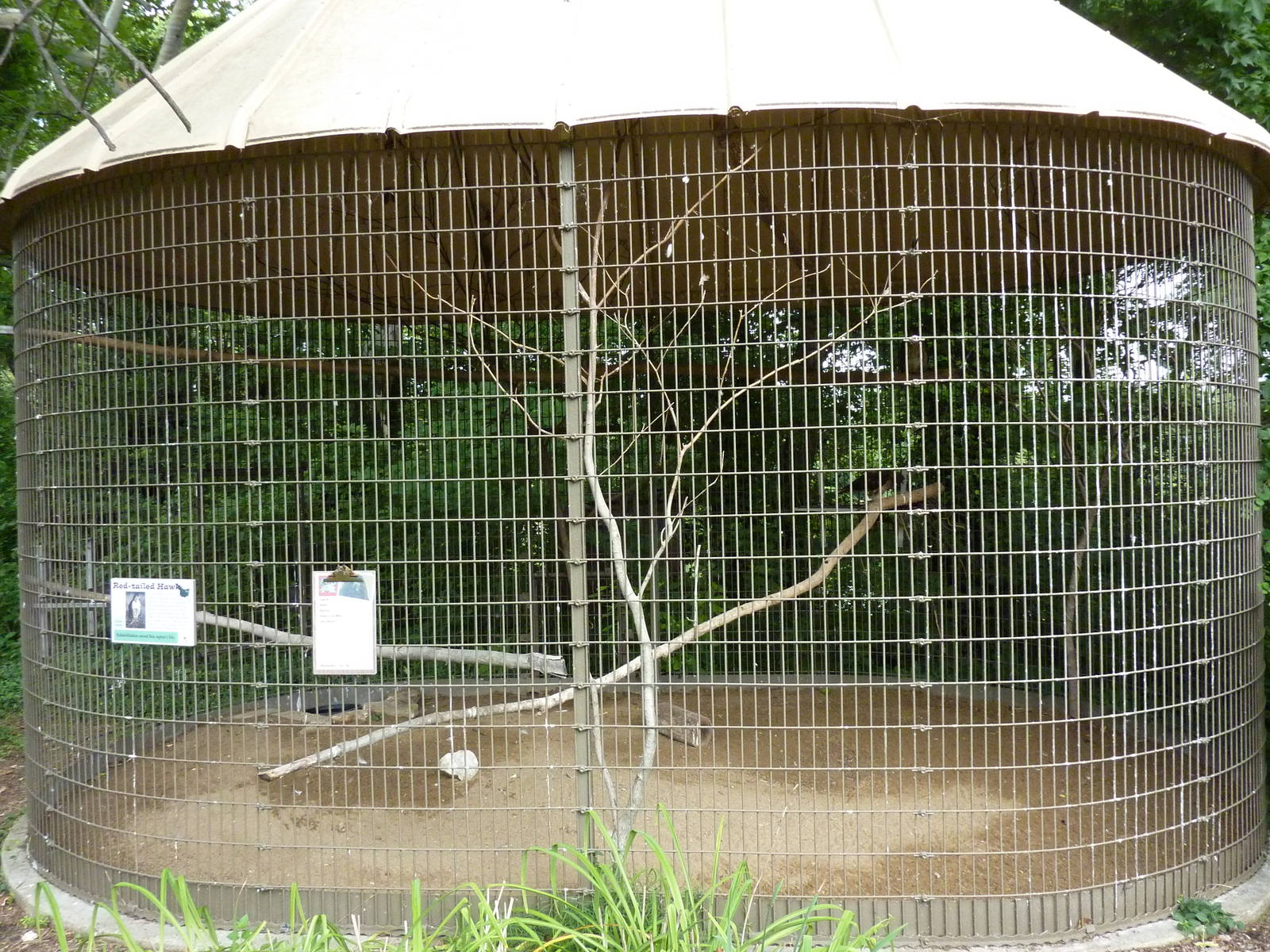 North America - Red-Tailed Hawk Exhibit
