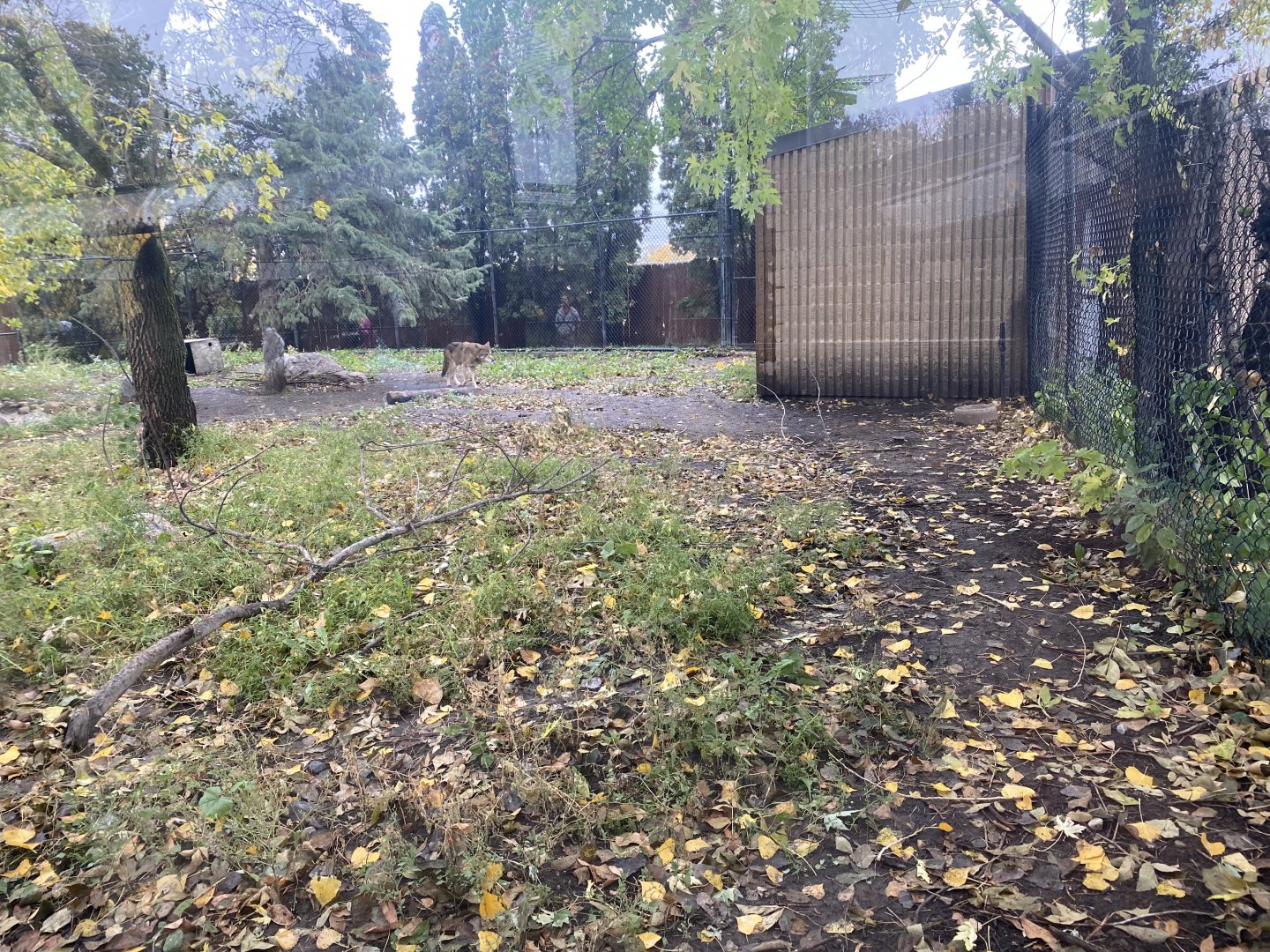 North America - Red Wolf Exhibit