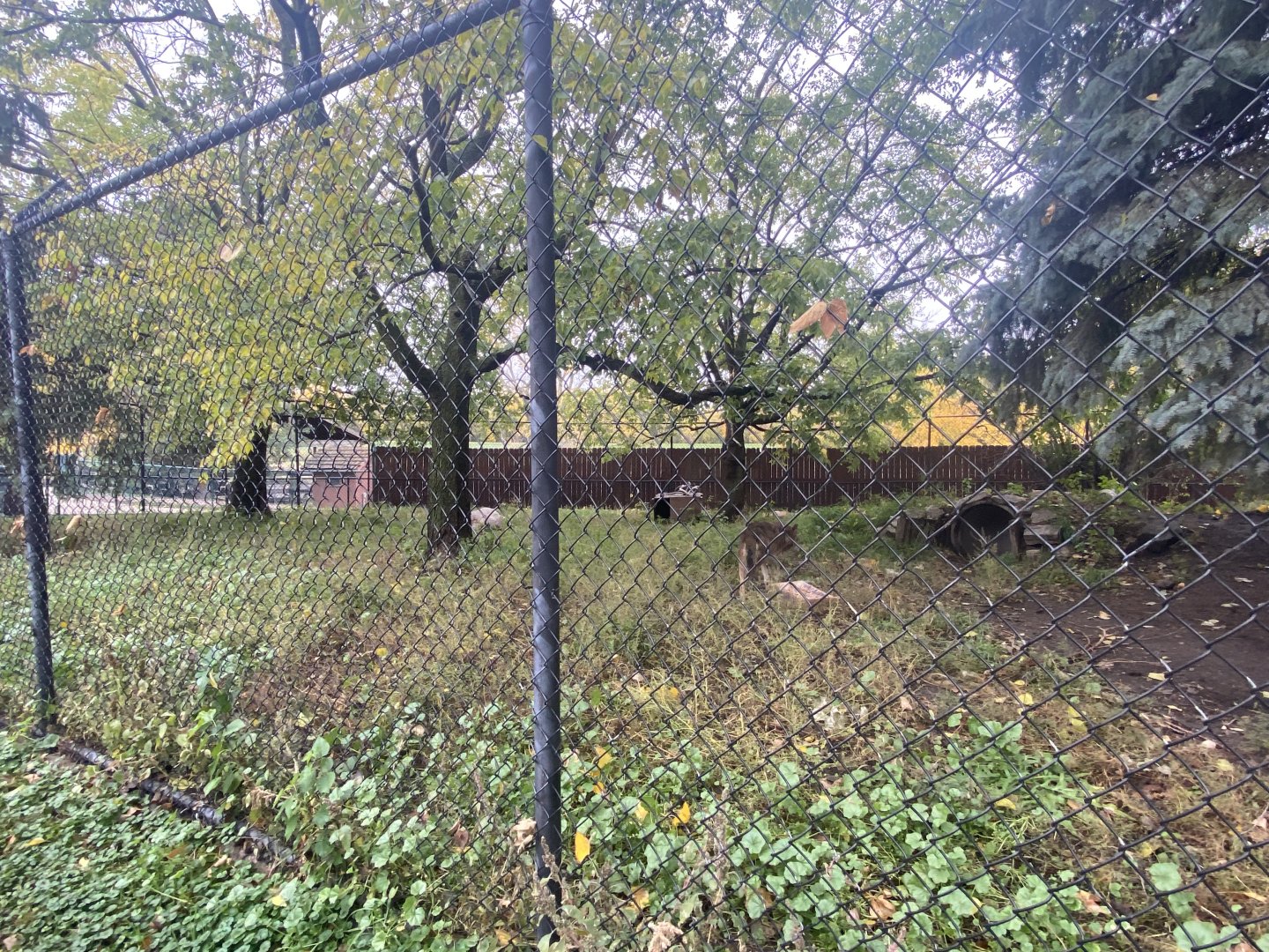 North America- Red Wolf Exhibit