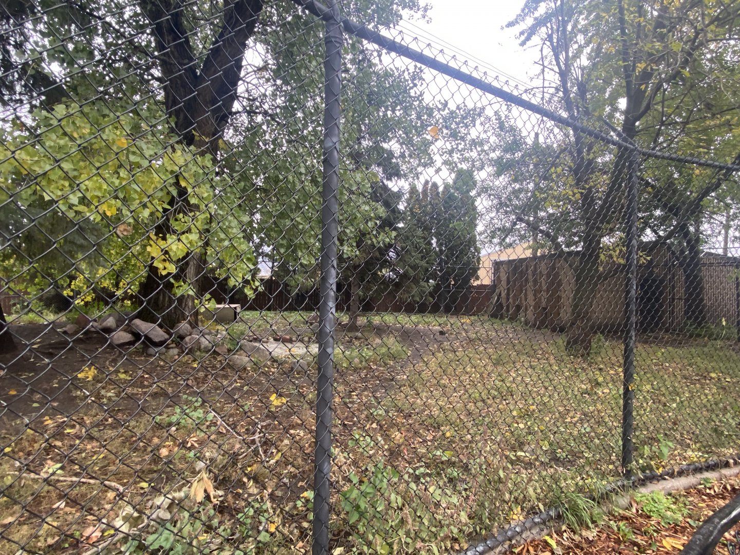 North America- Red Wolf Exhibit