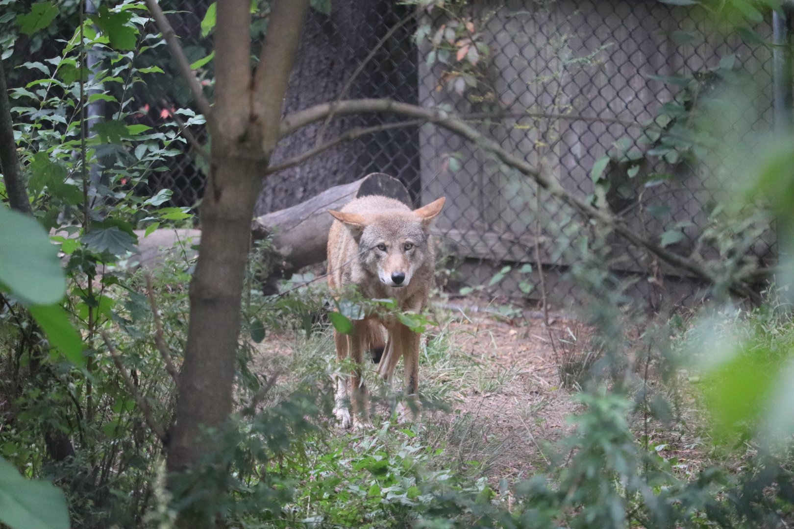 North America - Red Wolf