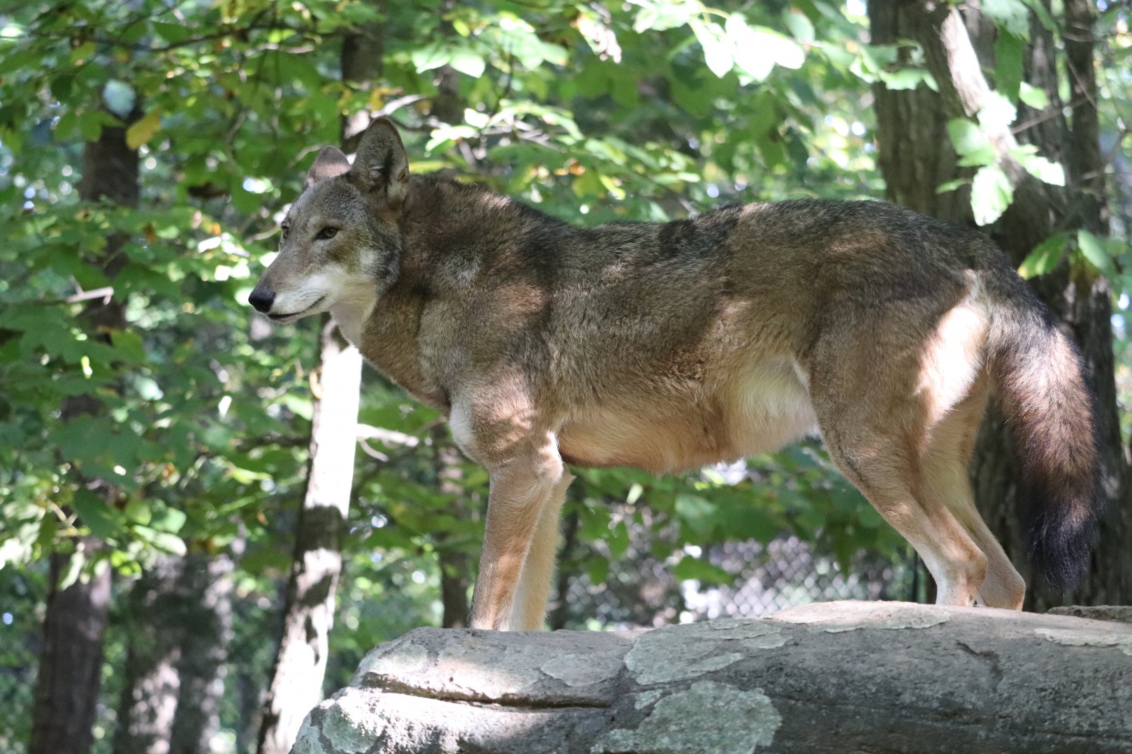 North America - Red Wolf