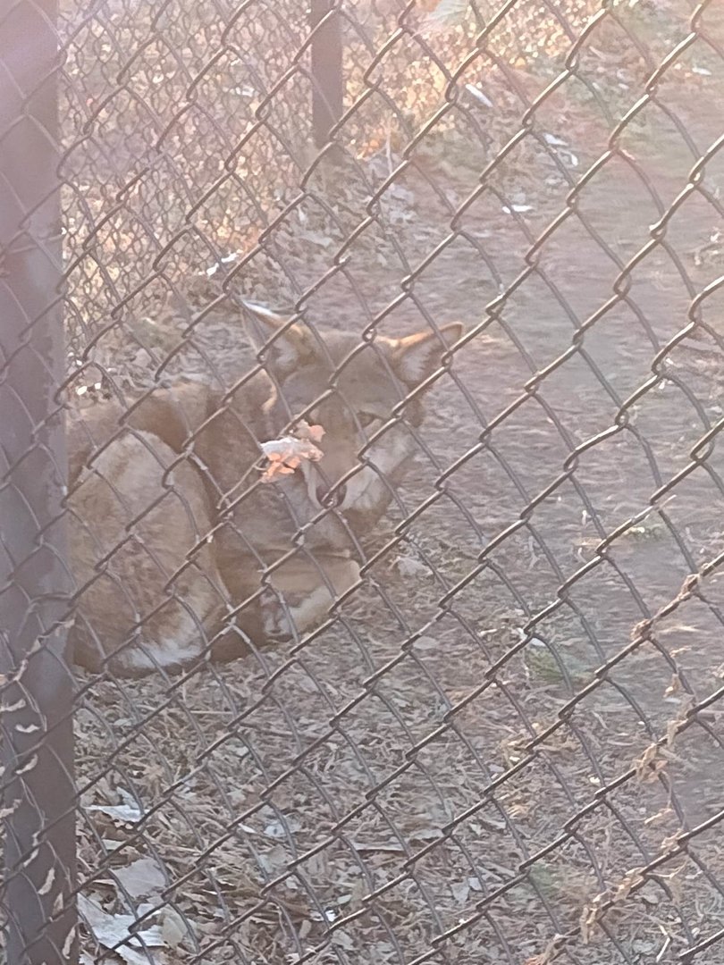 North America- Red Wolf