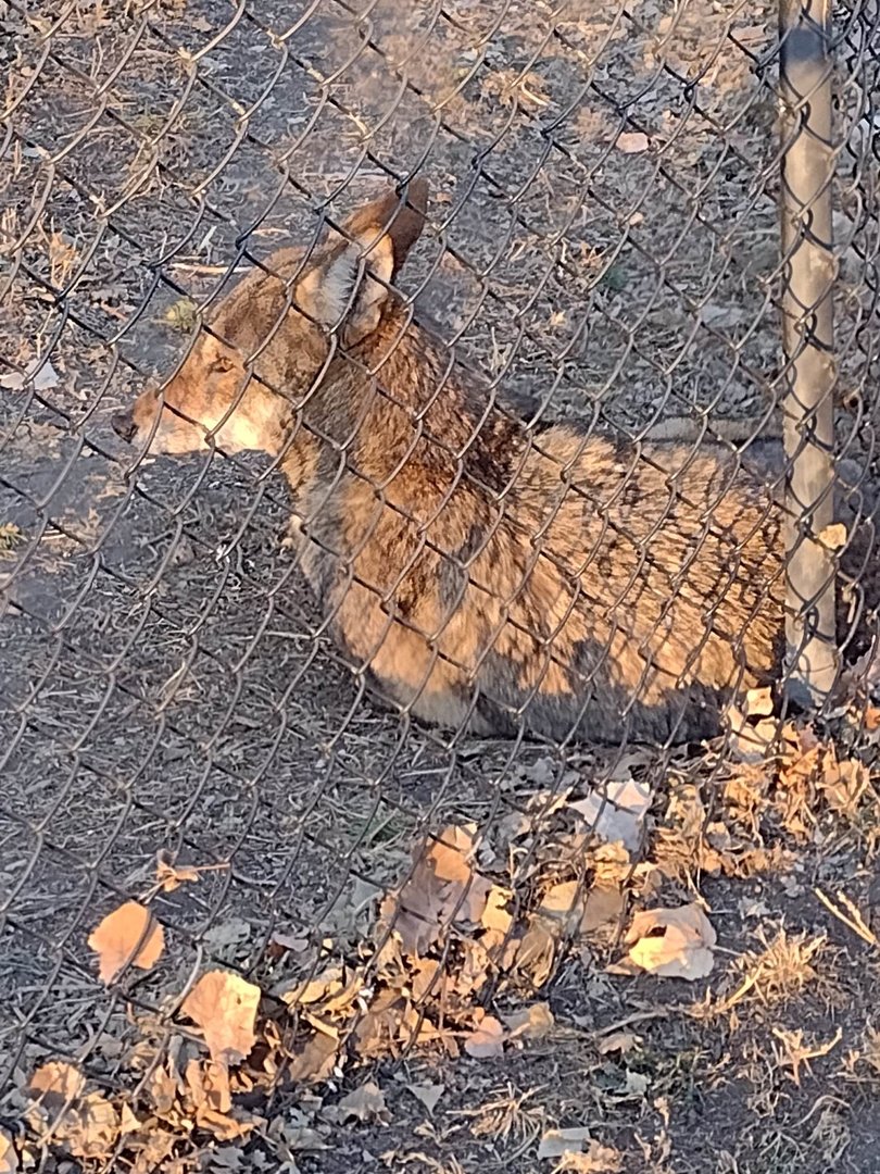 North America- Red Wolf