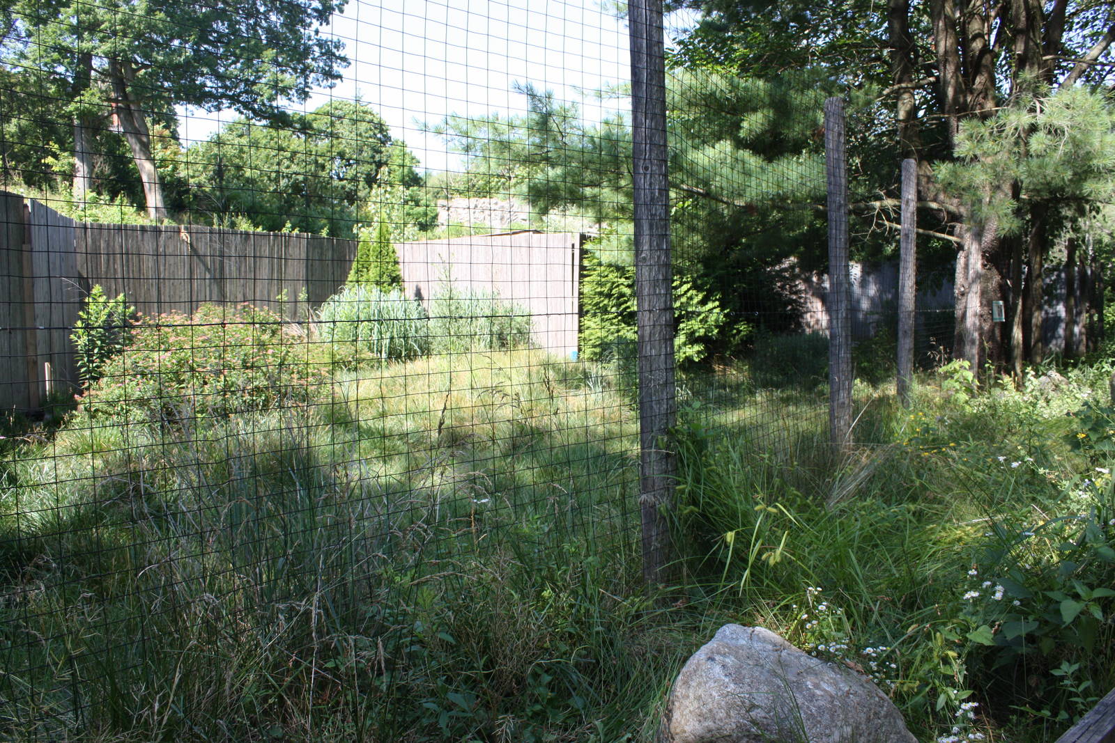 North America- Reeve's Muntjac Exhibit