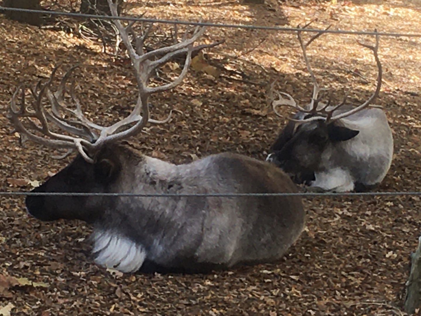 North America - Reindeer