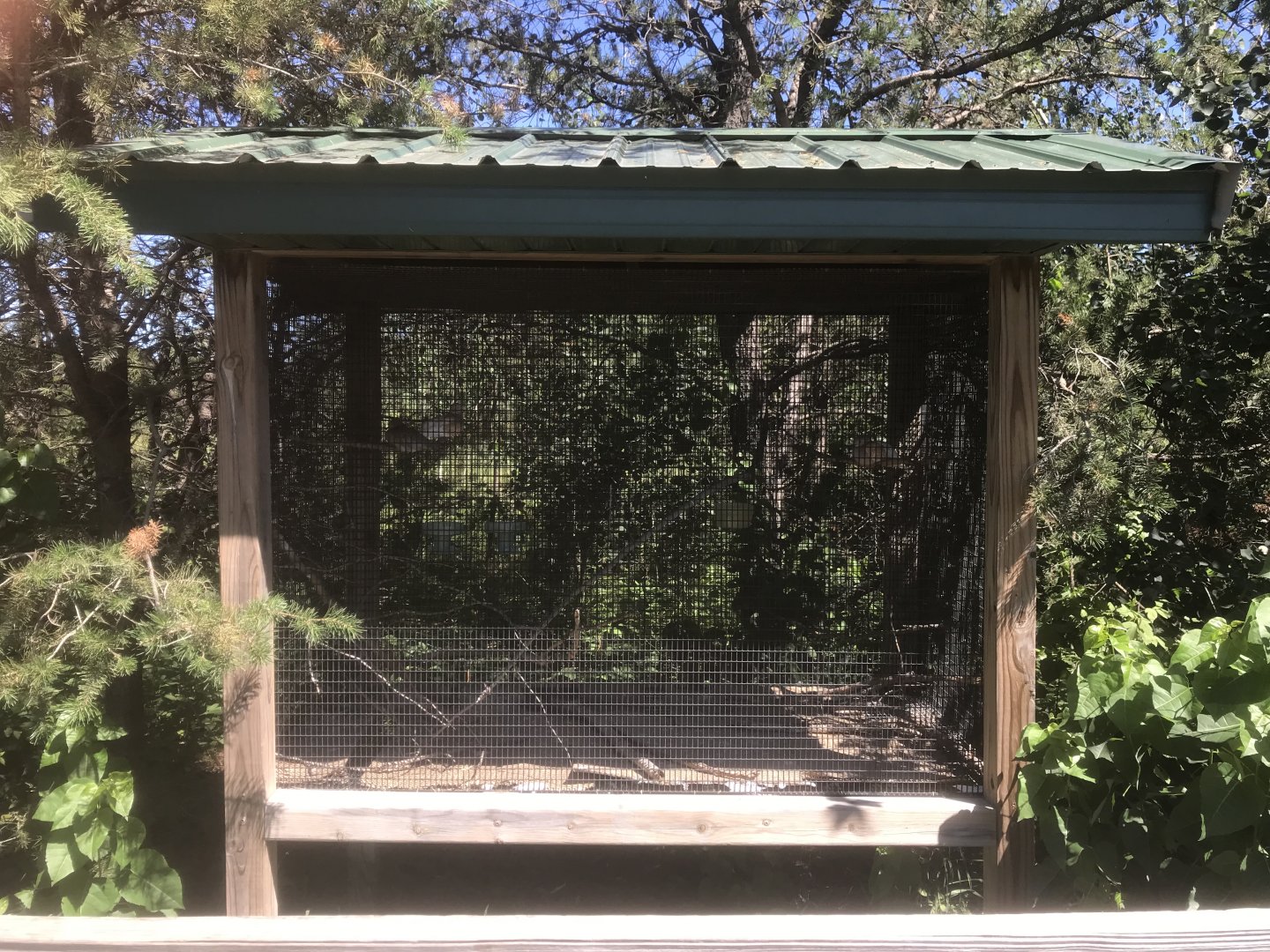 “North America” - Ring-Necked Dove Exhibit