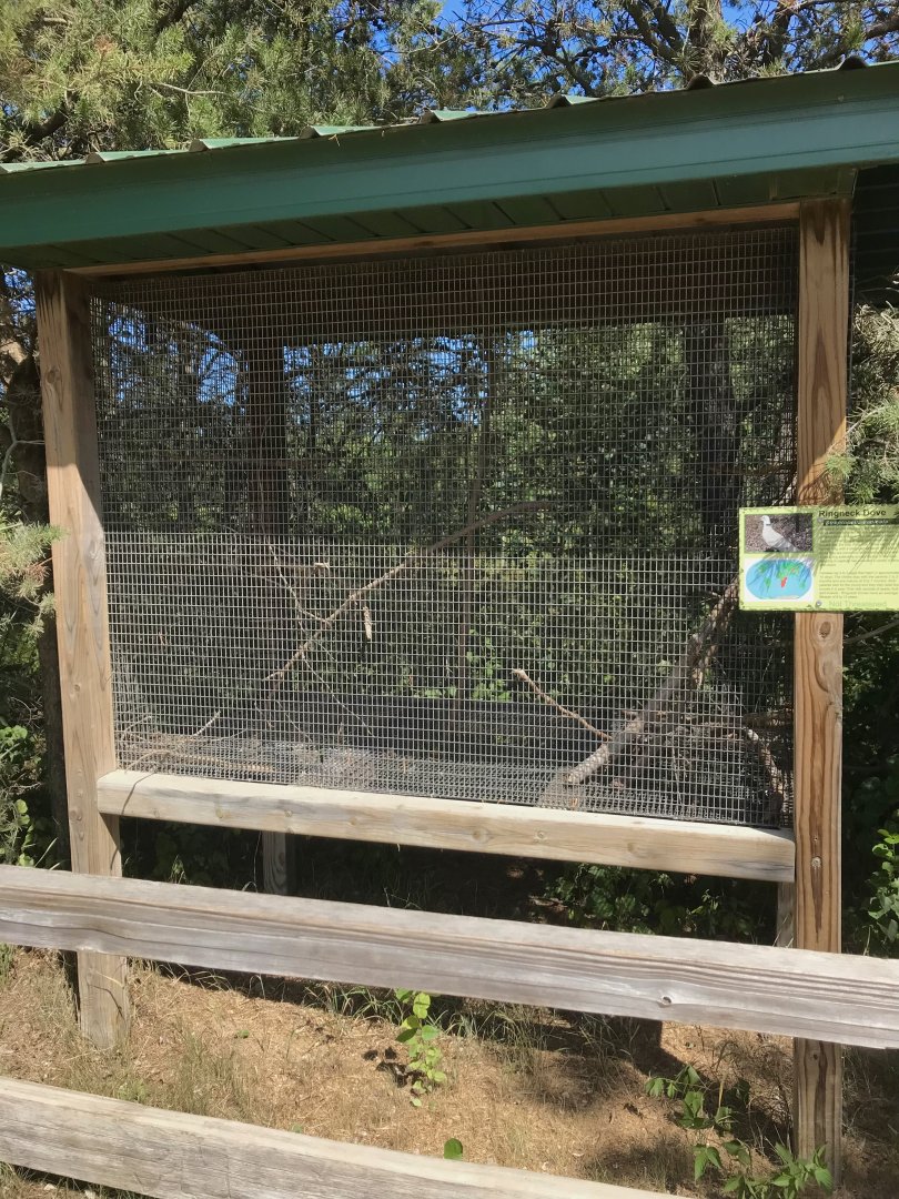“North America”- ringneck dove exhibit
