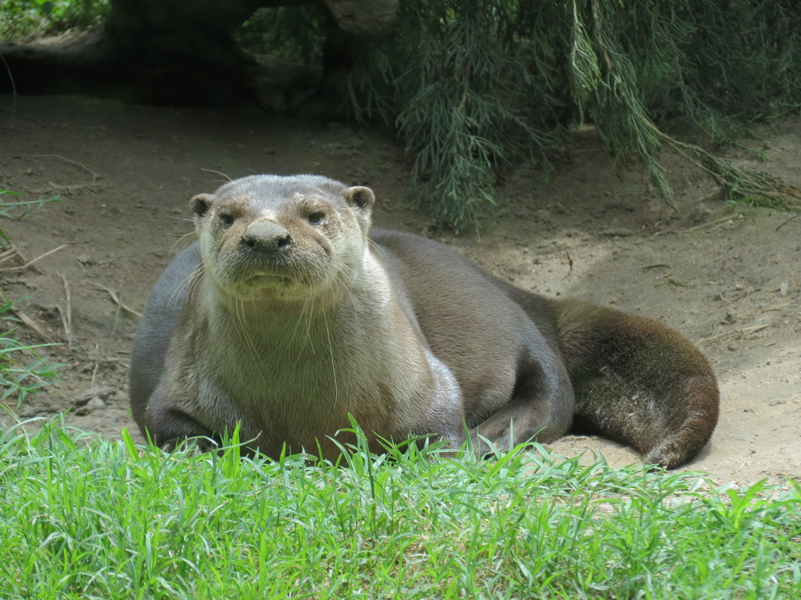North America - River Otter Exhibit