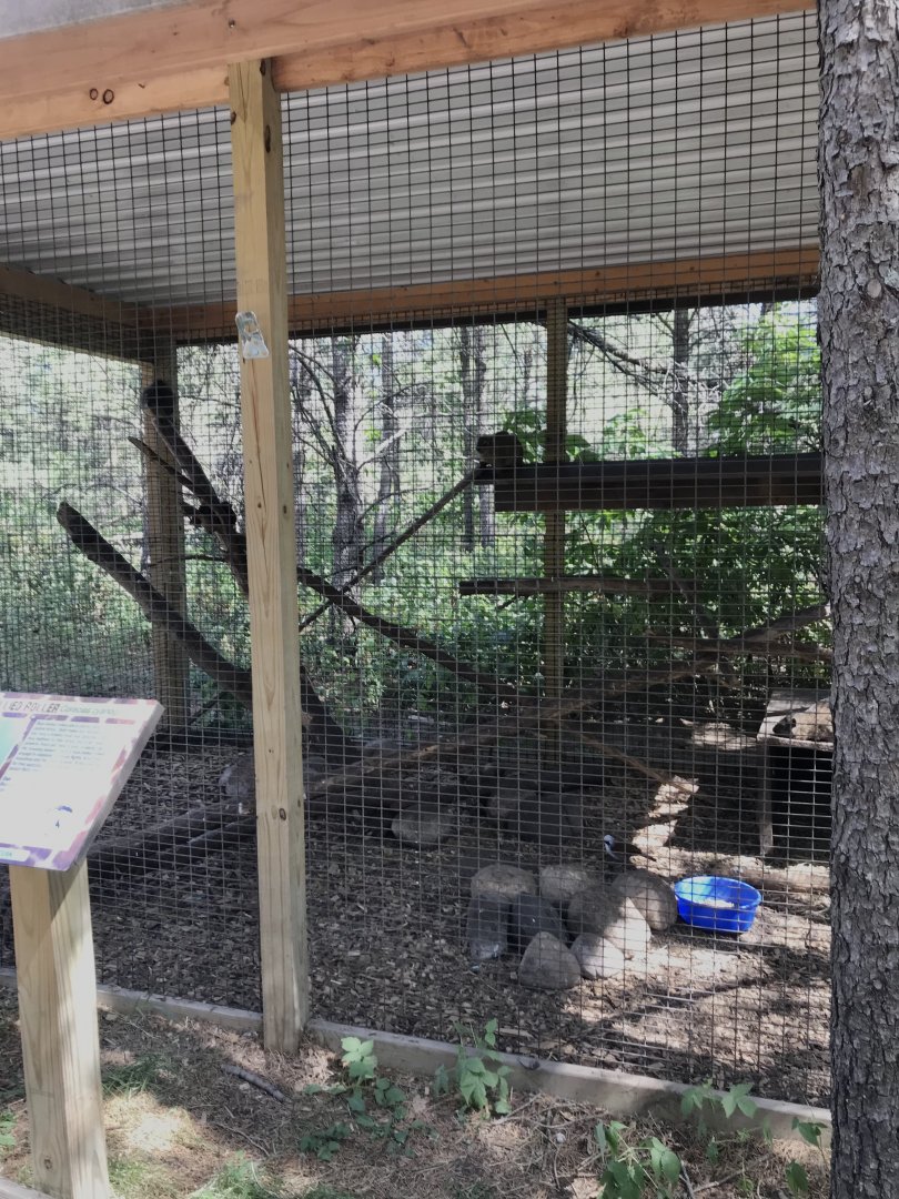 “North America”- rock hyrax/blue-bellied roller/ white-crested laughing thrush exhibit