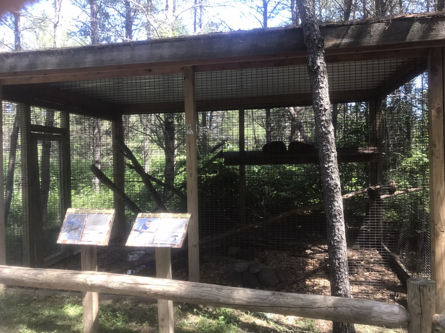 “North America” - Rock Hyrax/Blue-Bellied Roller/White-Crested Laughingthrush Exhibit