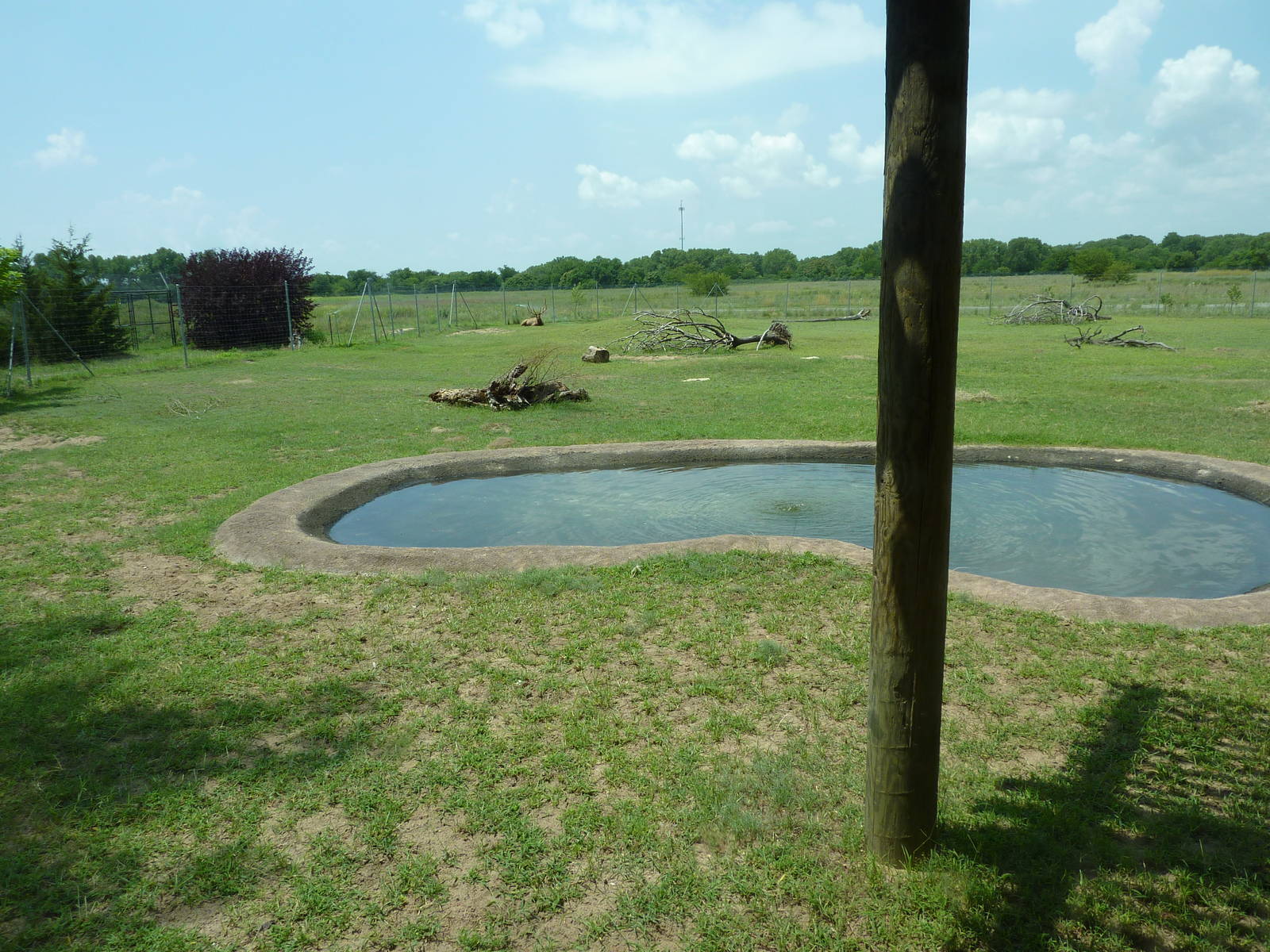 North America - Rocky Mountain Elk Enclosure