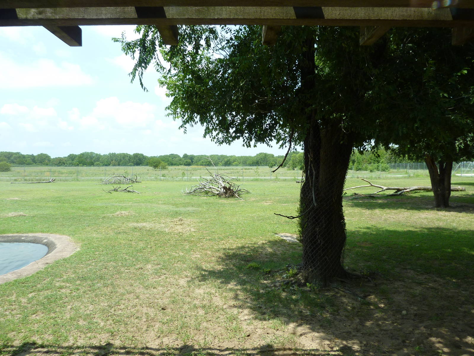 North America - Rocky Mountain Elk Enclosure