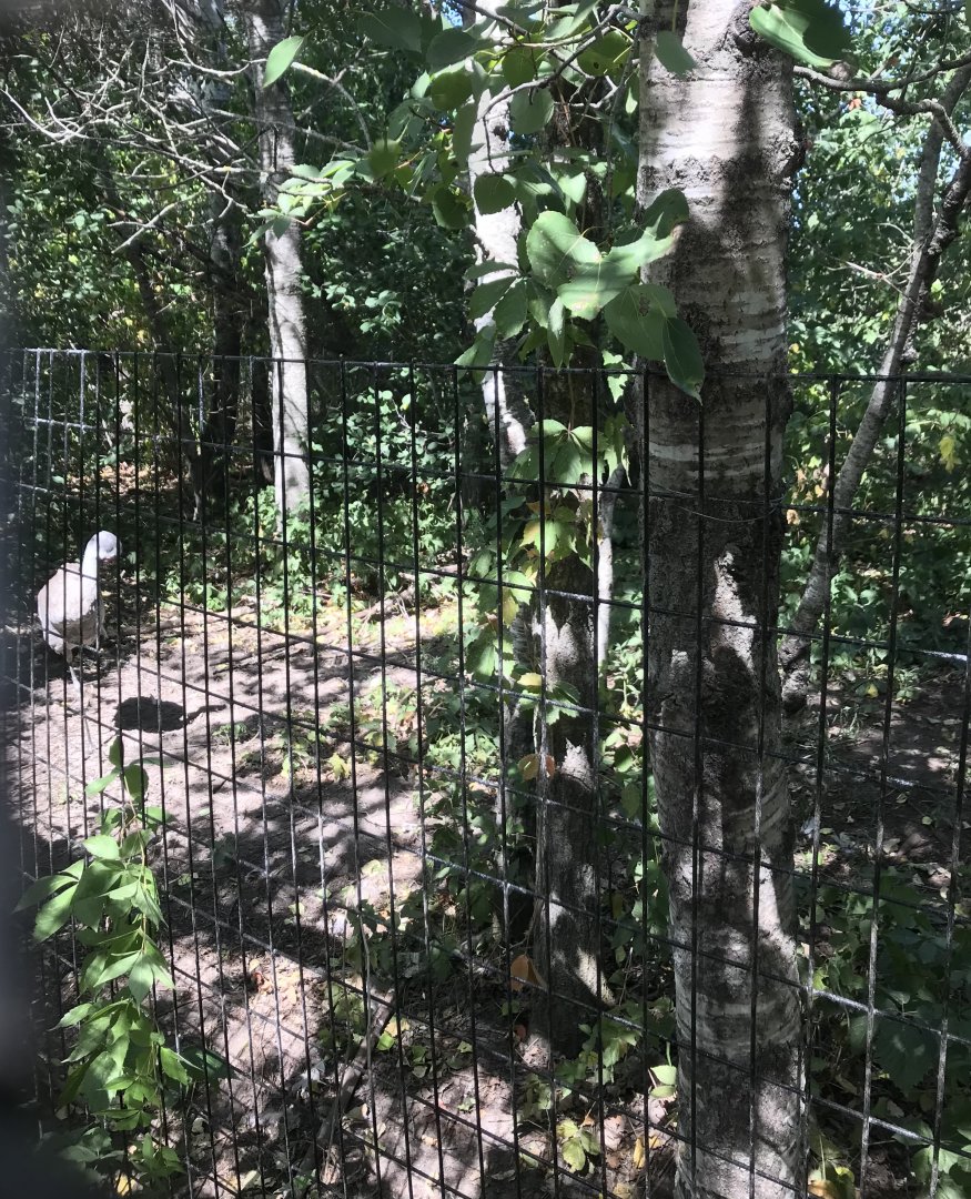 “North America”- sandhill crane exhibit