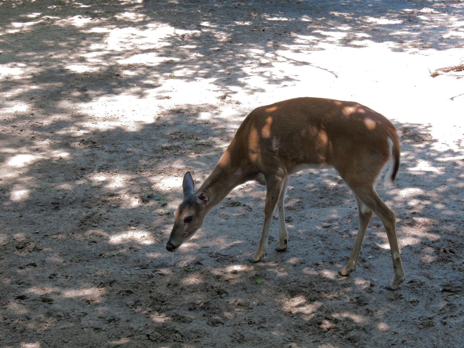 North America - Sandhill Crane, White-tailed Deer, and Wild Turkey Exhibit