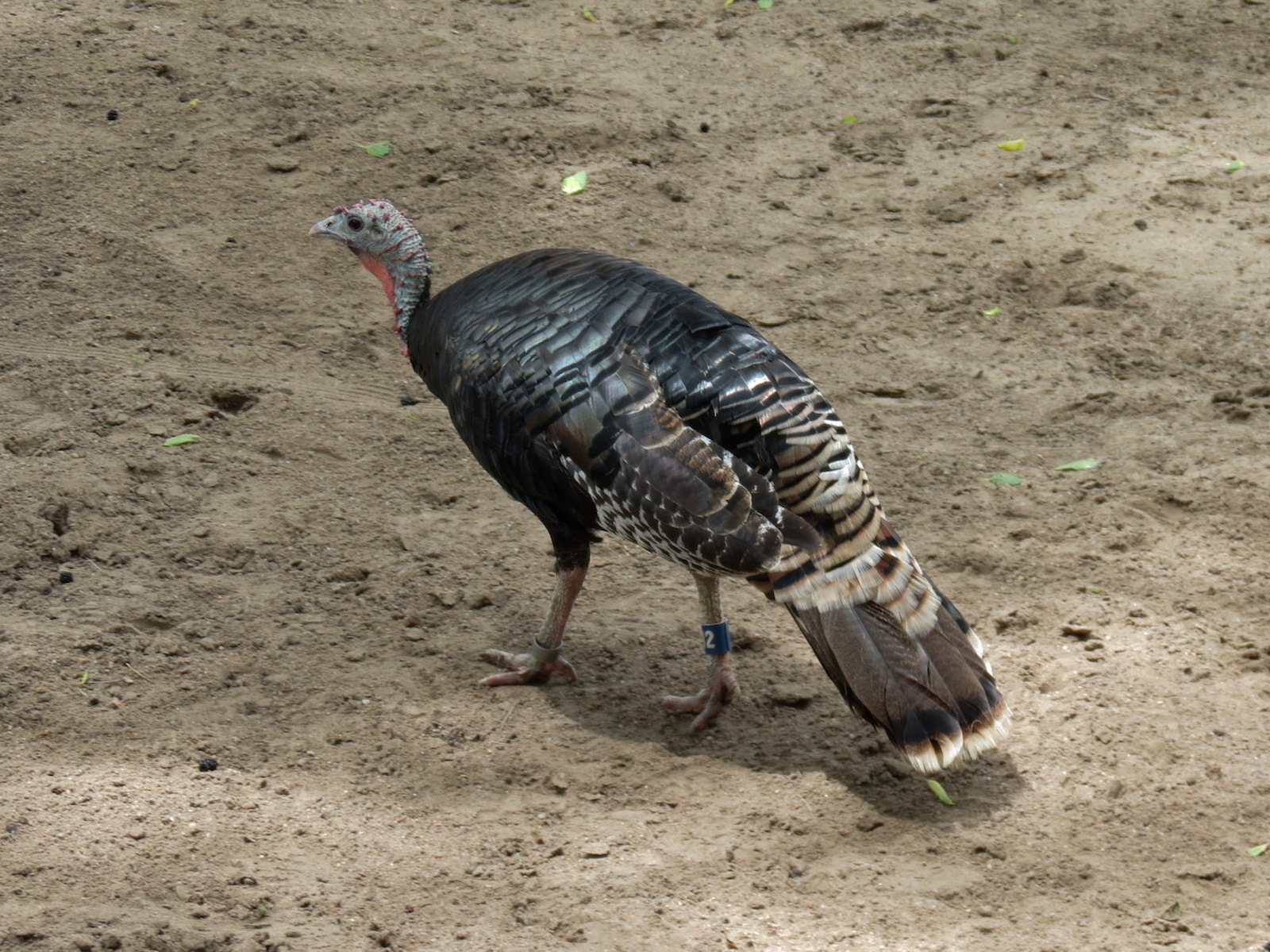 North America - Sandhill Crane, White-tailed Deer, and Wild Turkey Exhibit