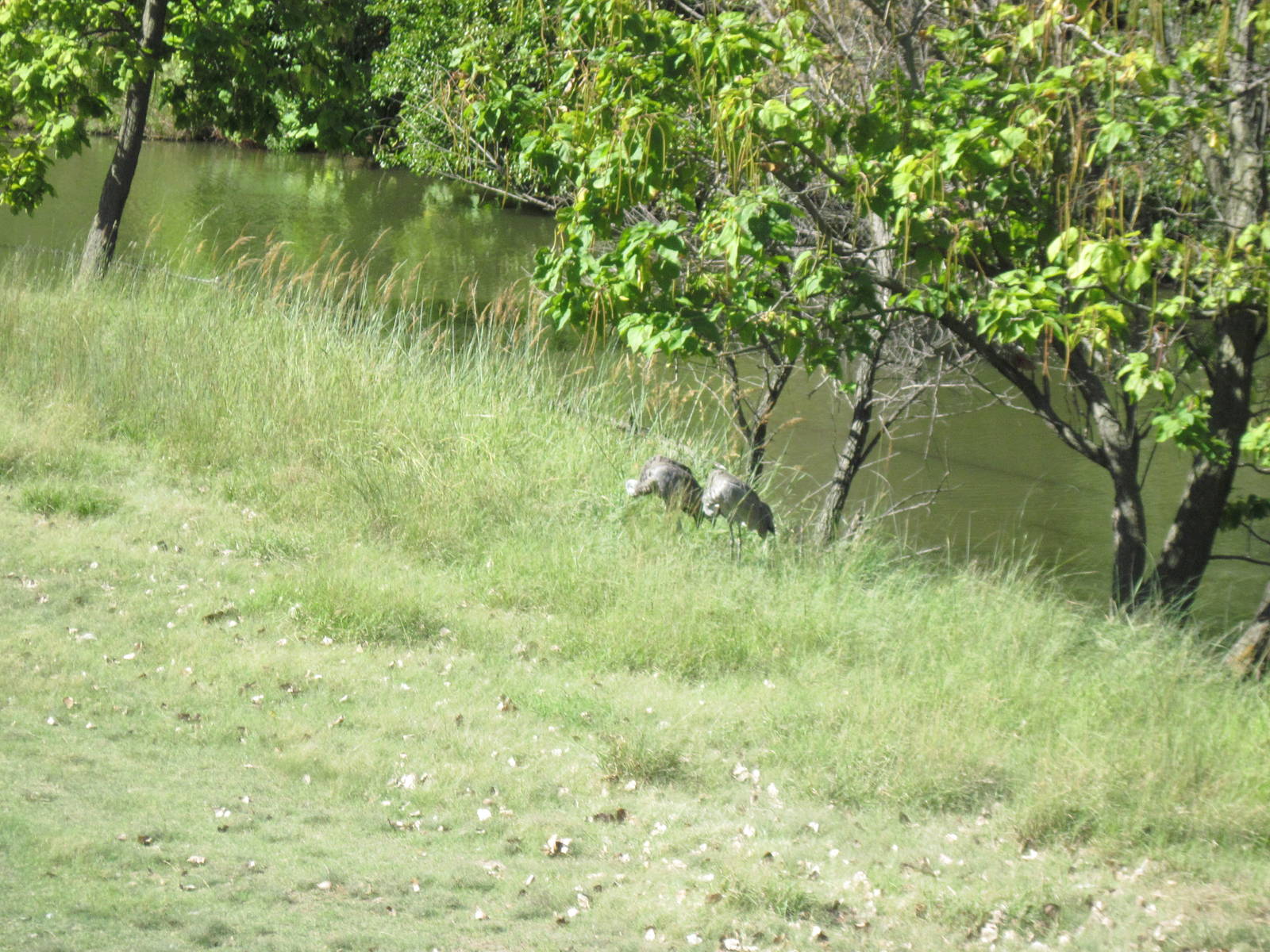 North America-Sandhill Cranes