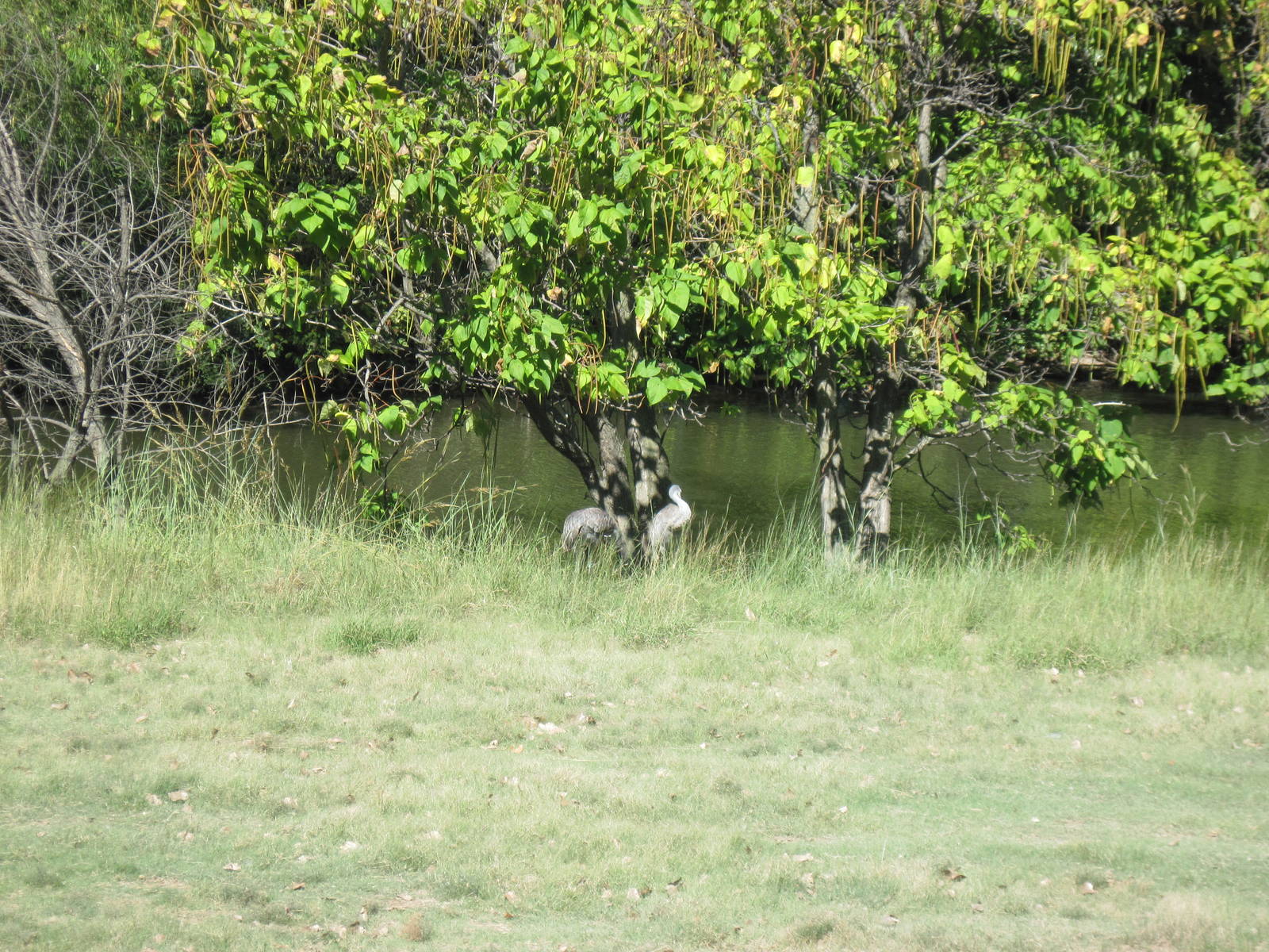 North America-Sandhill Cranes