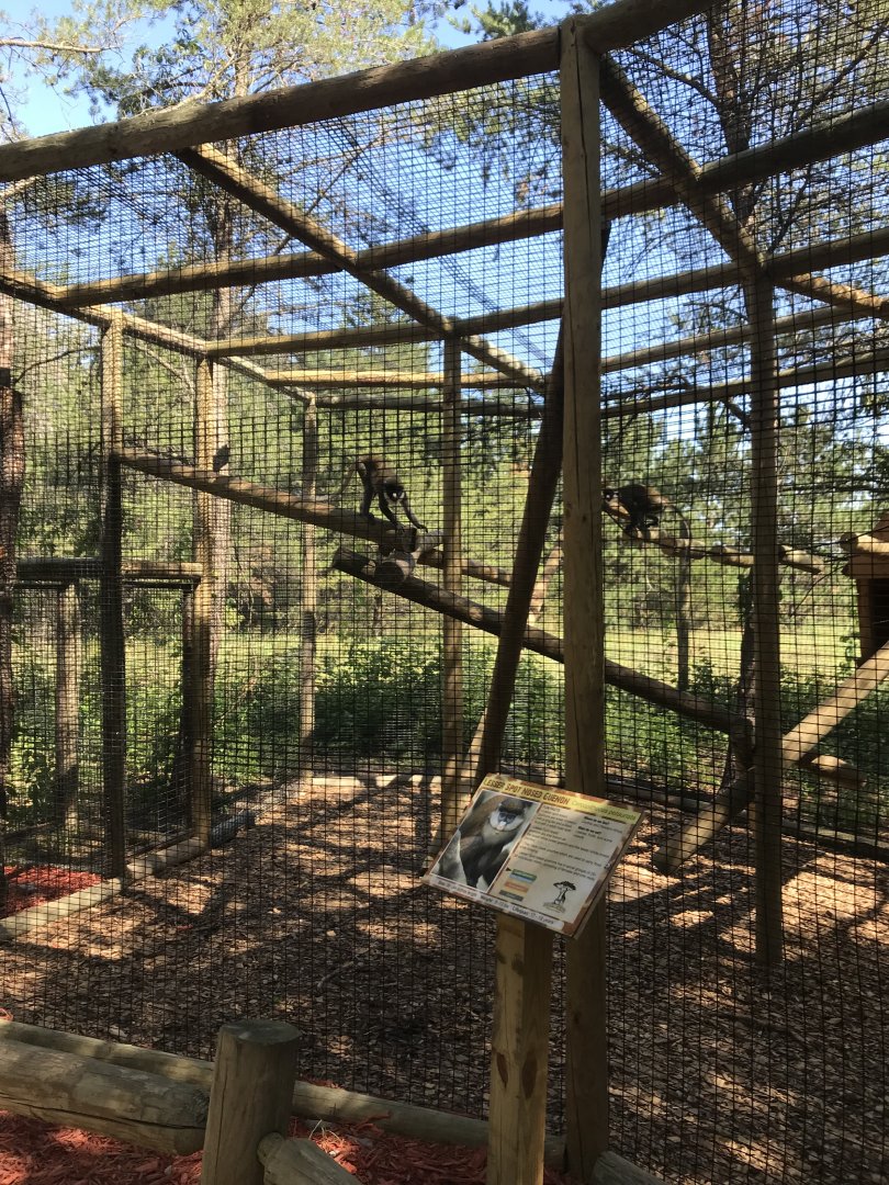 “North America”- Schmidt’s spotted-nosed guenon exhibit