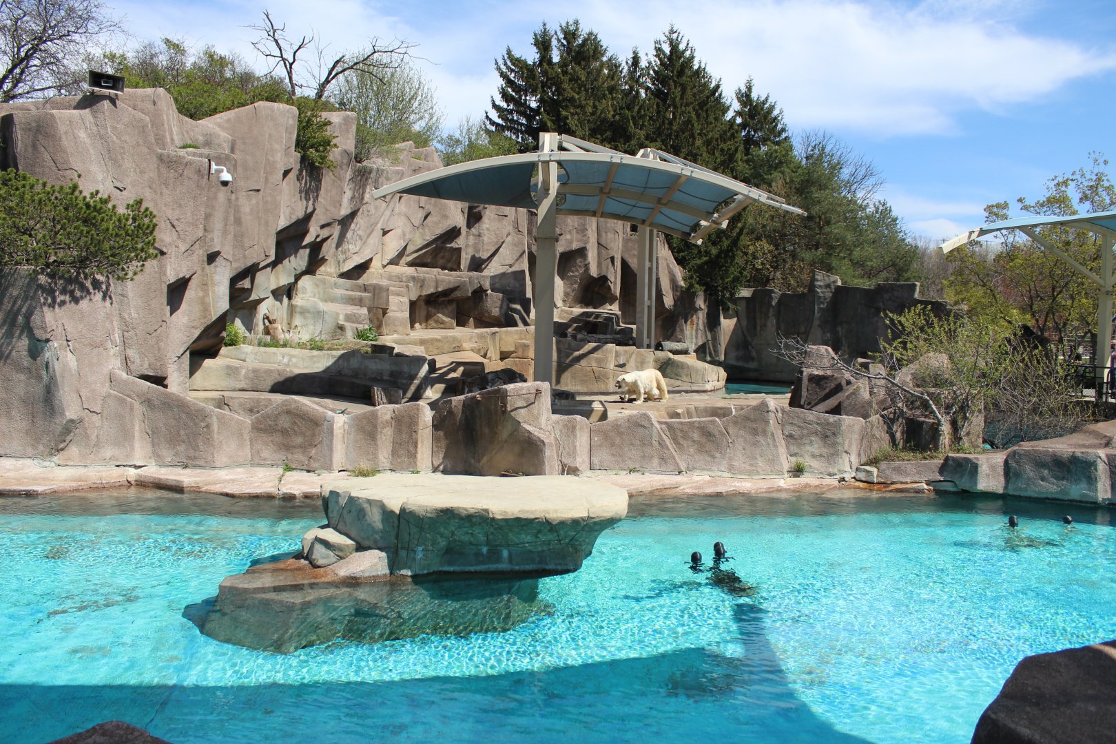 North America - Seal and Polar Bear Exhibits