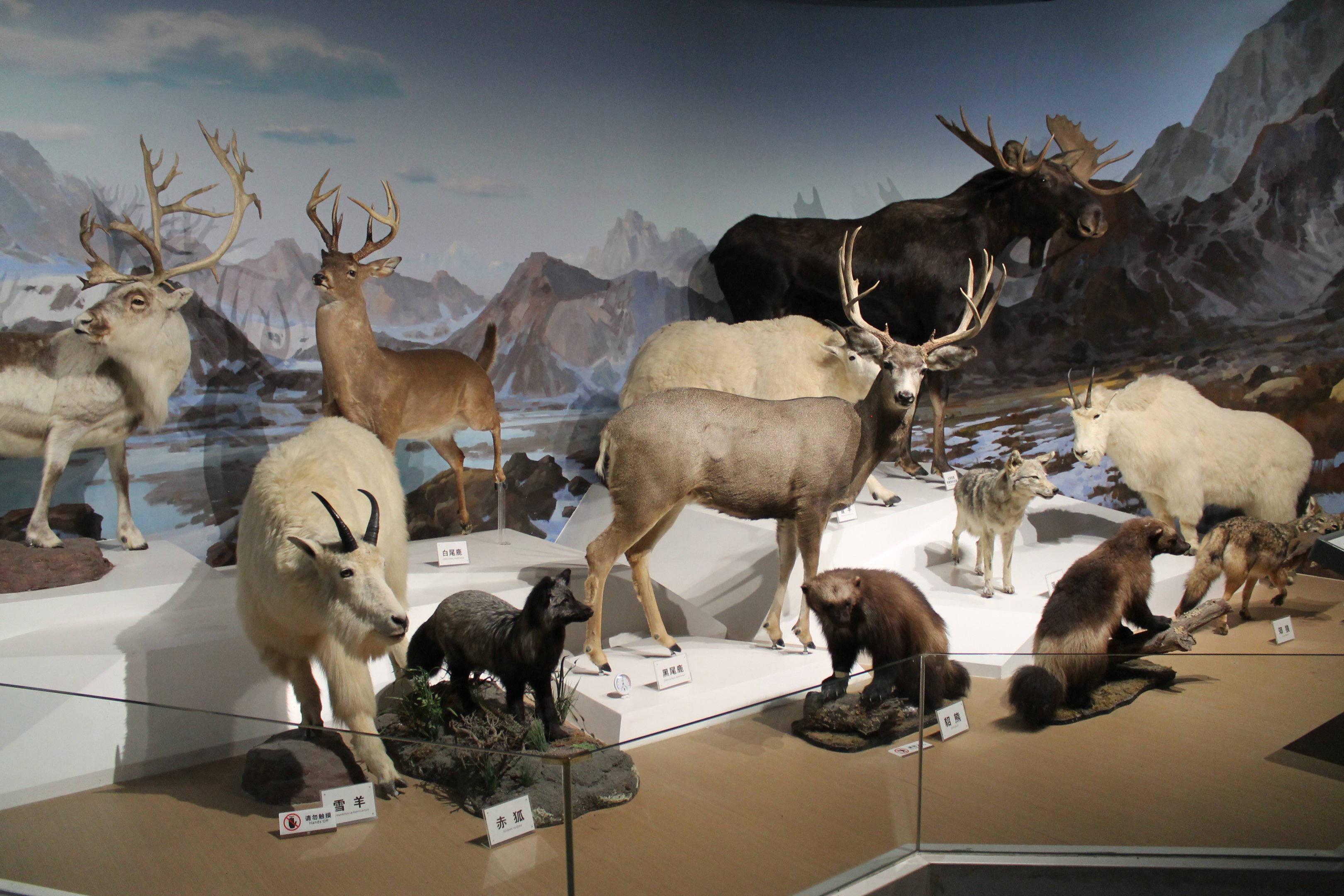 North America - Shaanxi Nature Museum