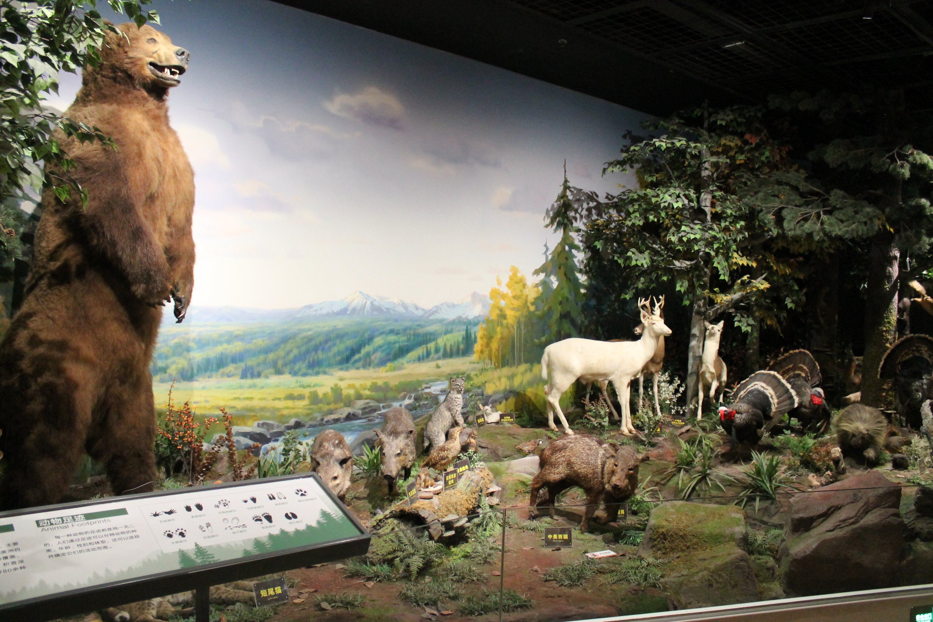 North America - Shaanxi Nature Museum