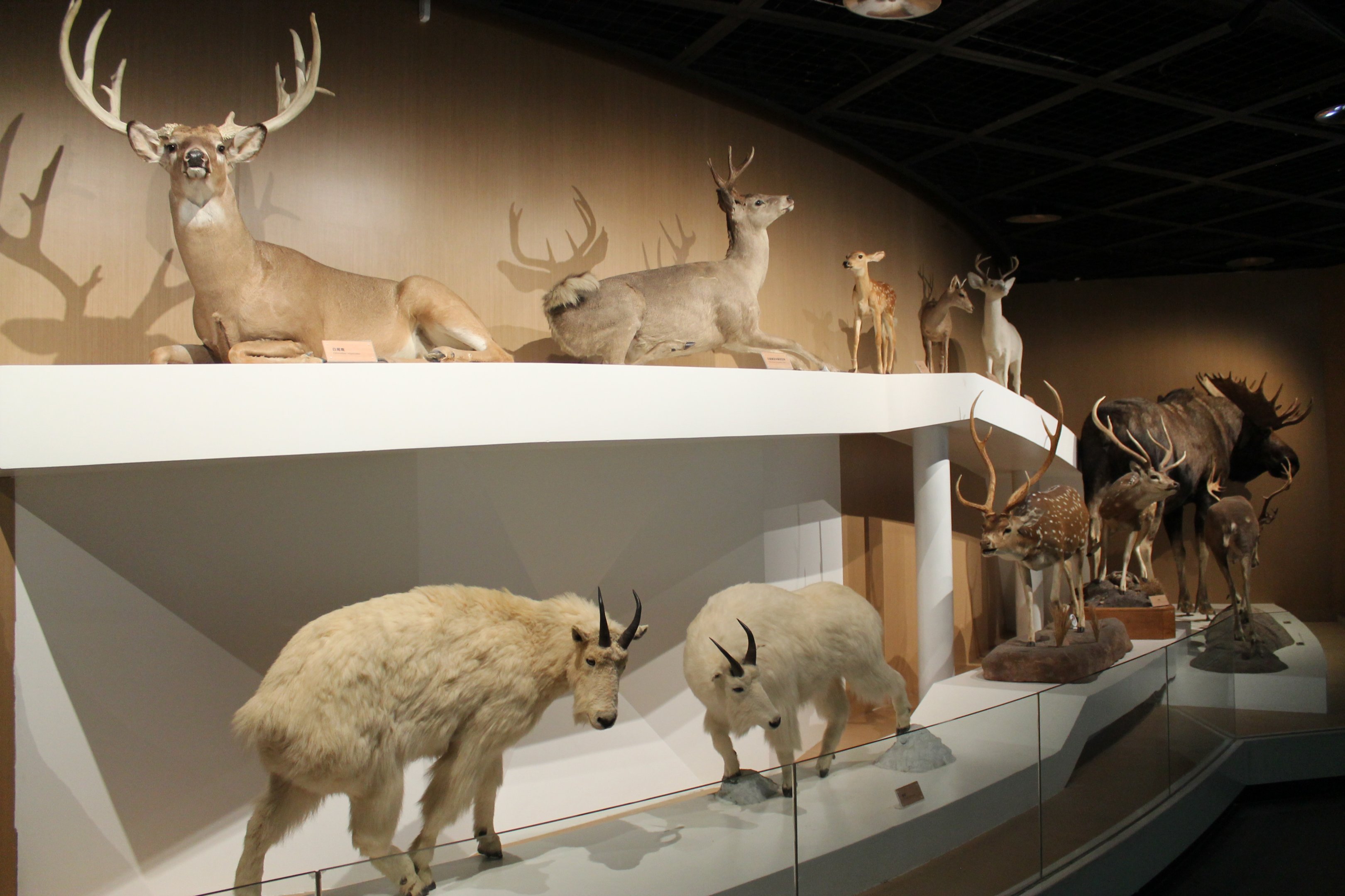 North America - Shaanxi Nature Museum