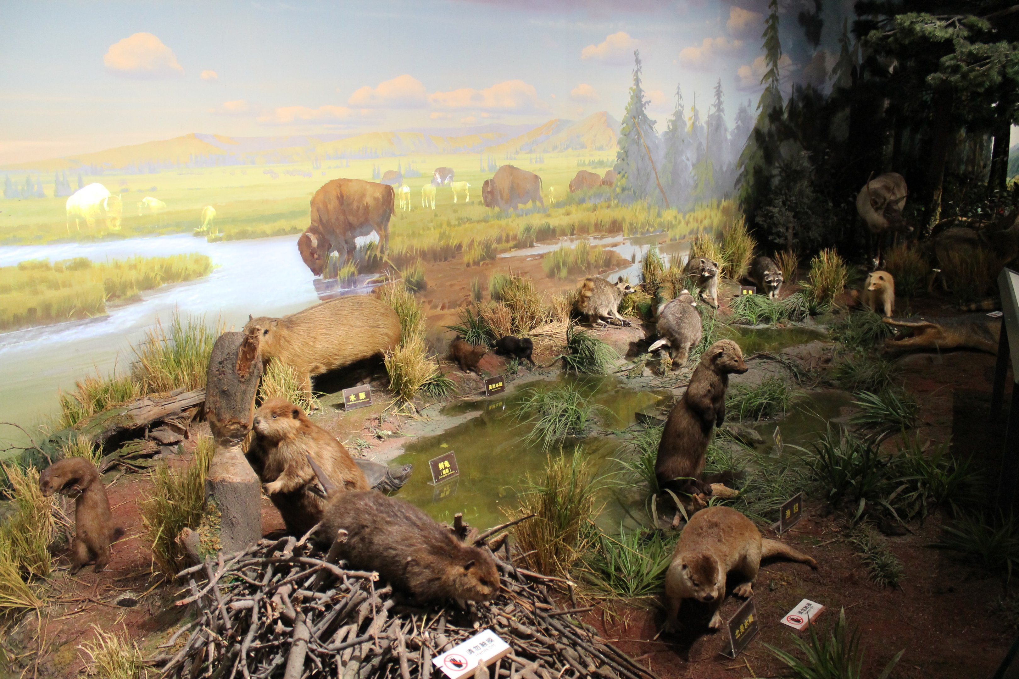 North America - Shaanxi Nature Museum