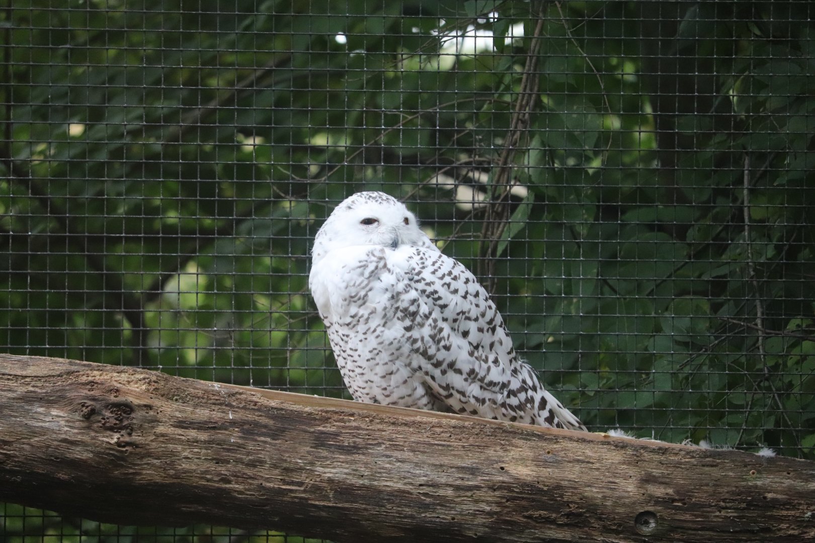 North America - Snowy Owl