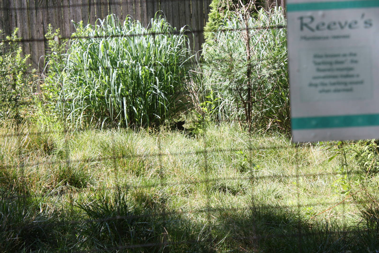 North America- Spot the Muntjac!