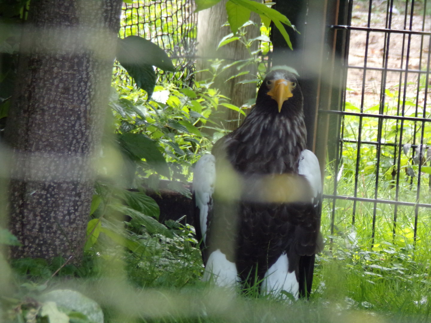North America- Steller’s sea eagle 13.7.23